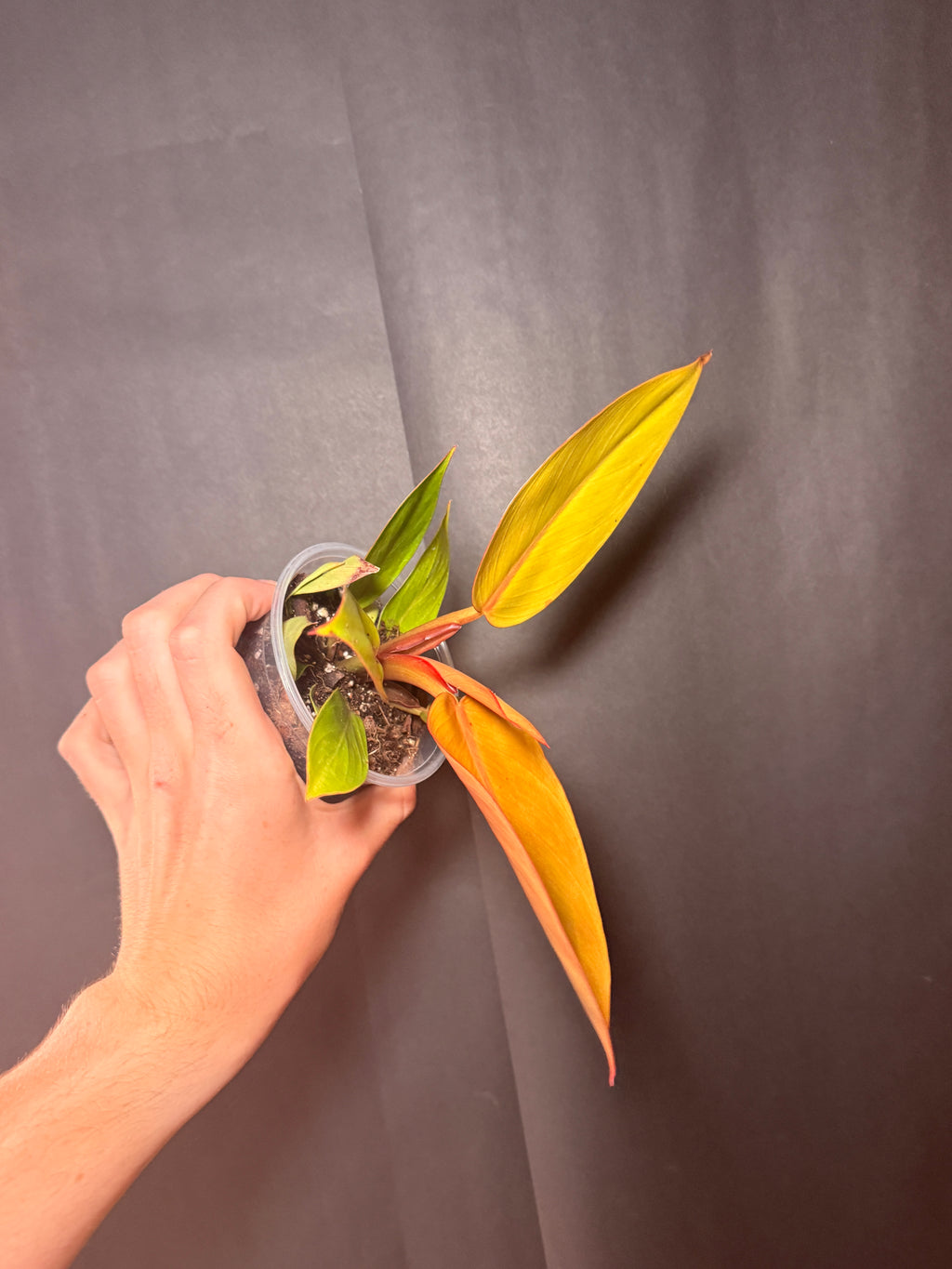 4” Philodendron Orange of prince