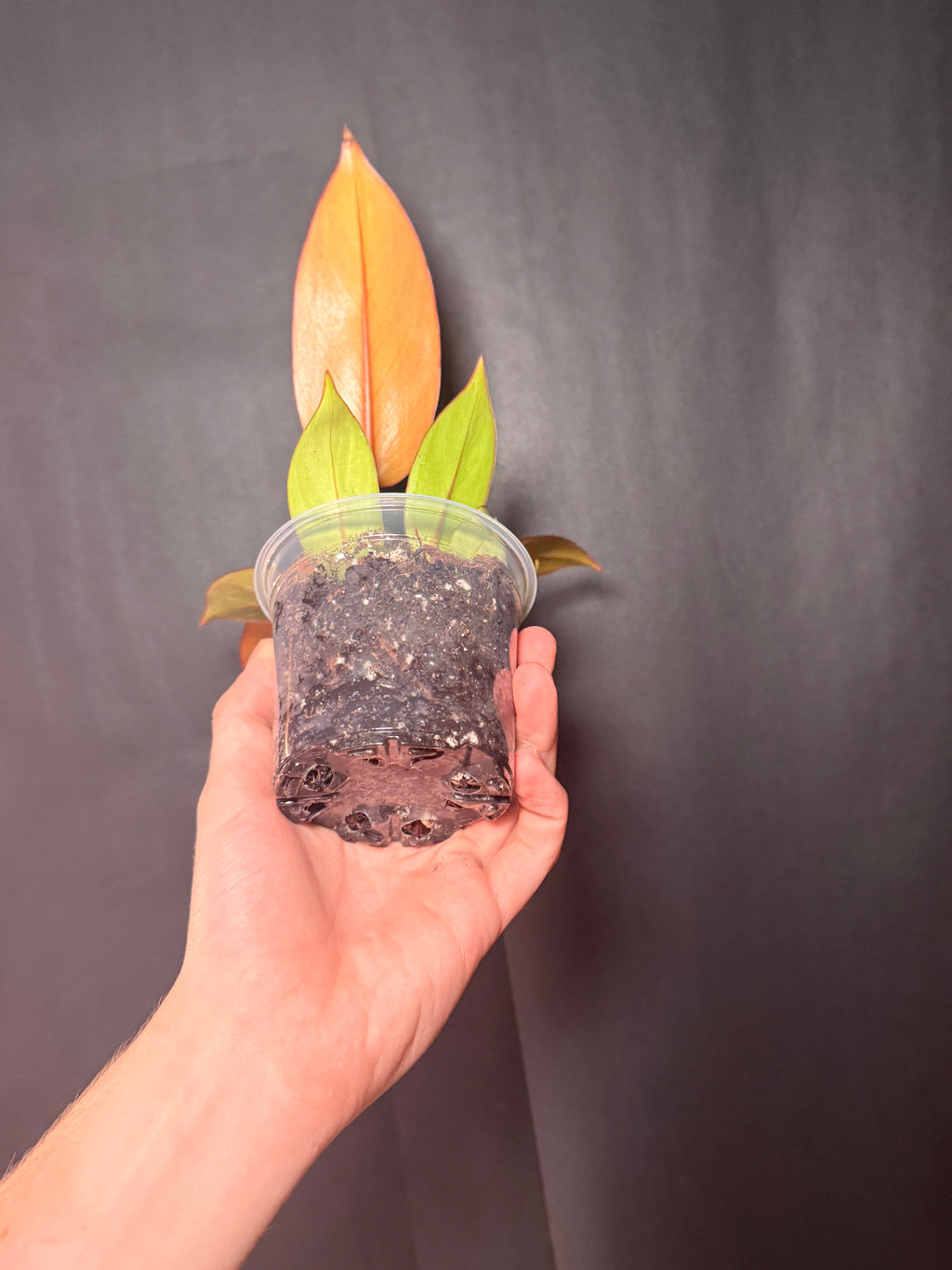 4” Philodendron Orange of prince