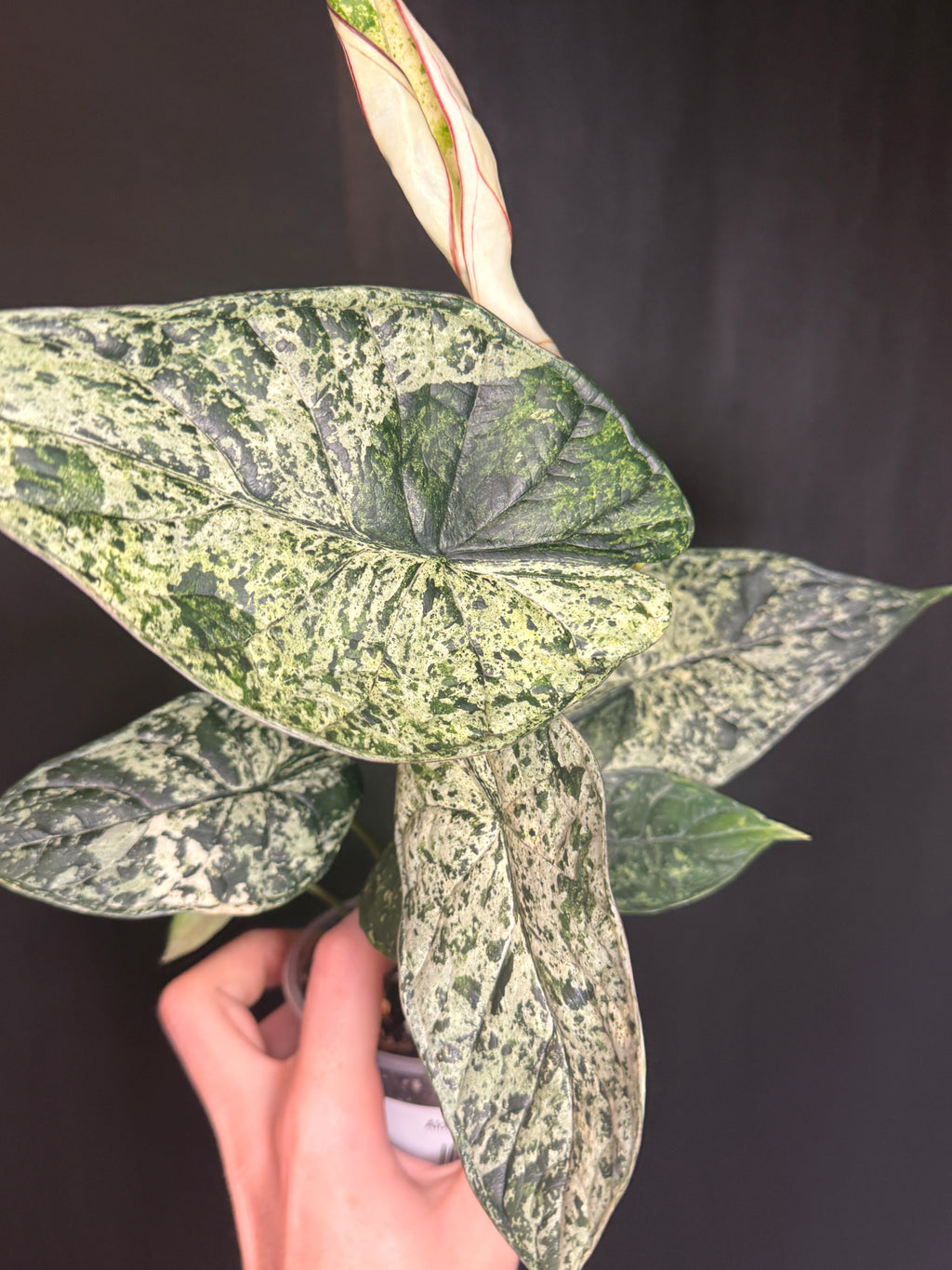 Alocasia dragon scale mint