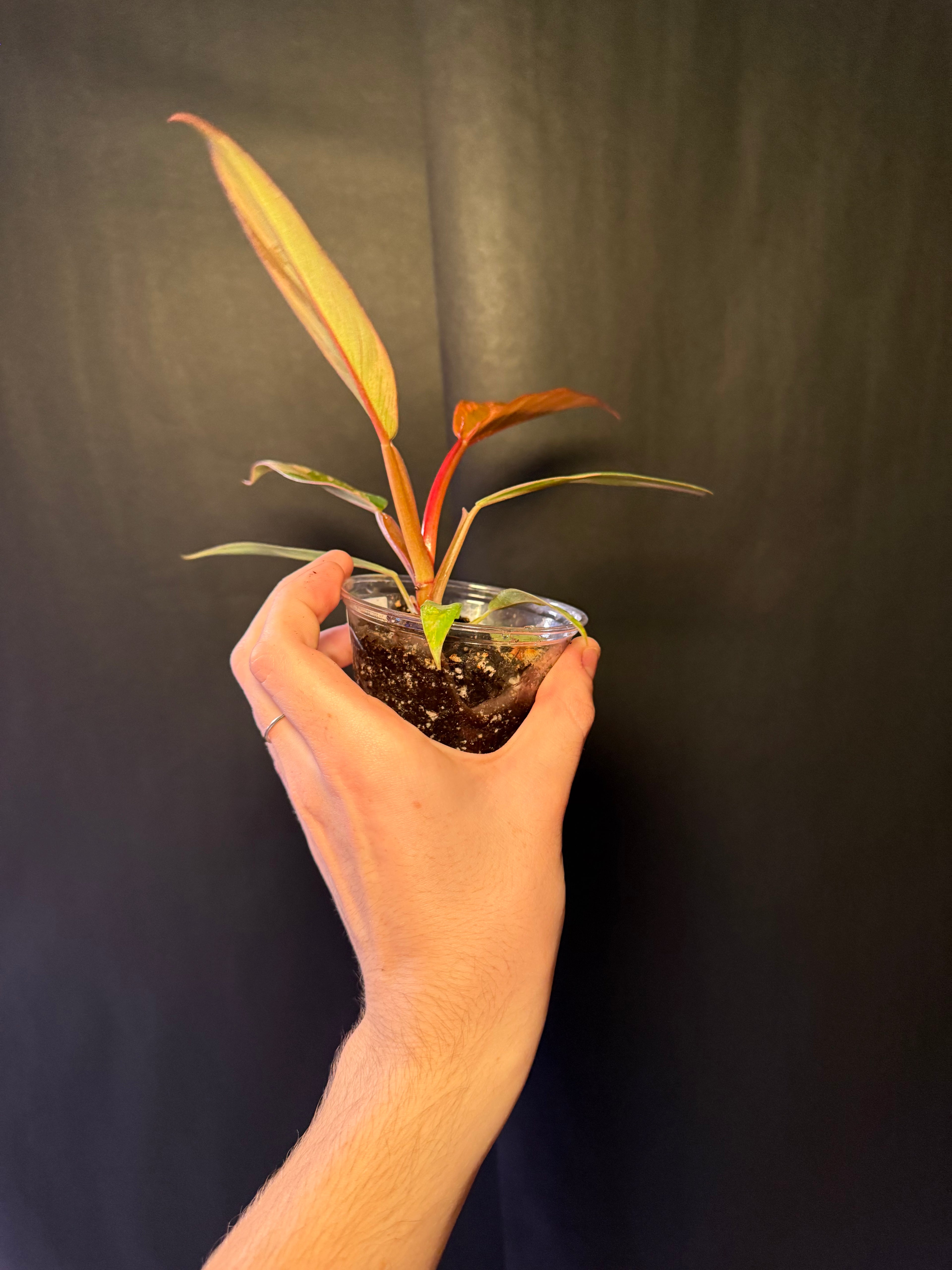 Philodendron caramel marble 01