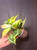 3” Philodendron silver stripe STARTER