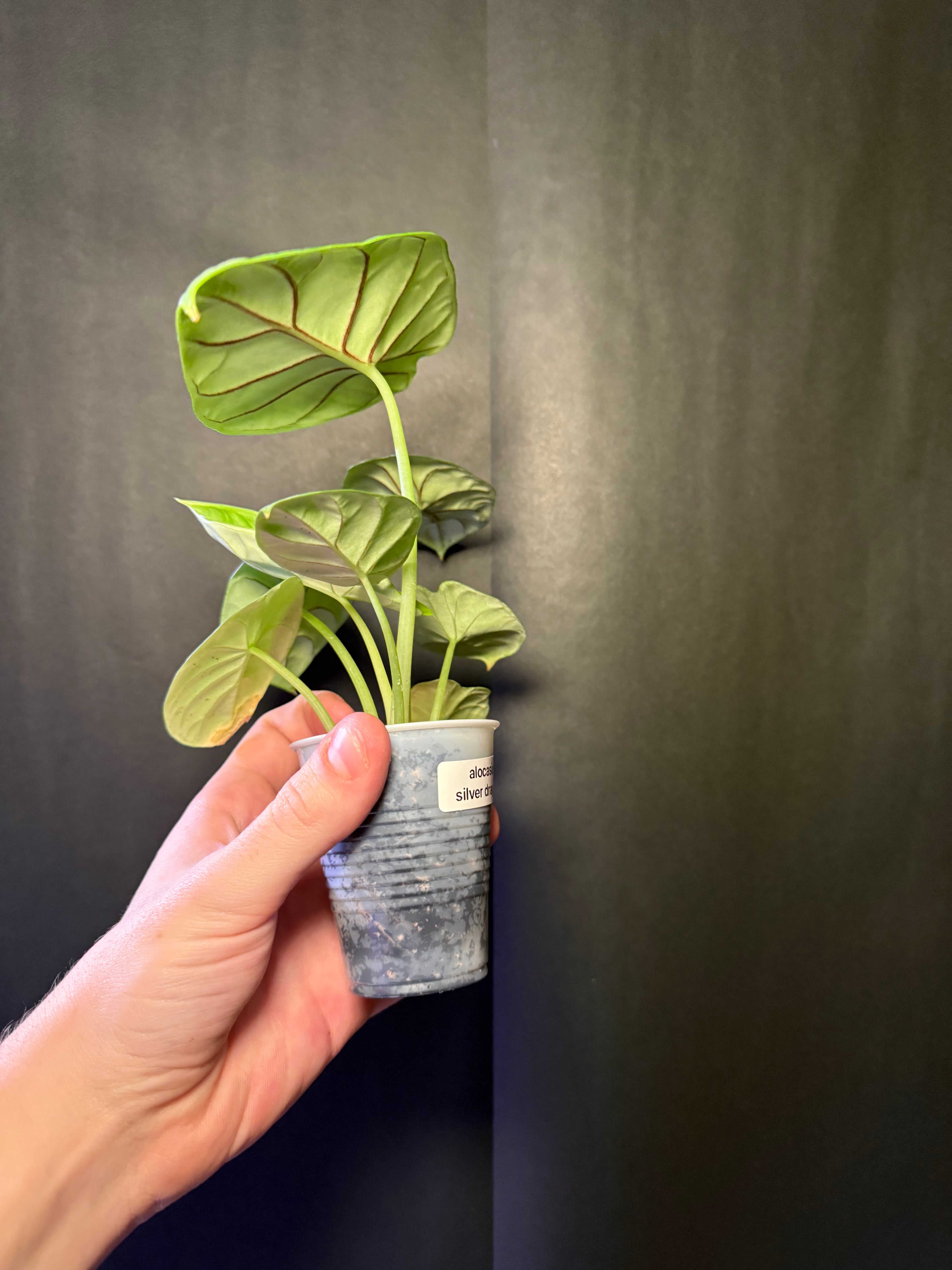 Alocasia dragon scale