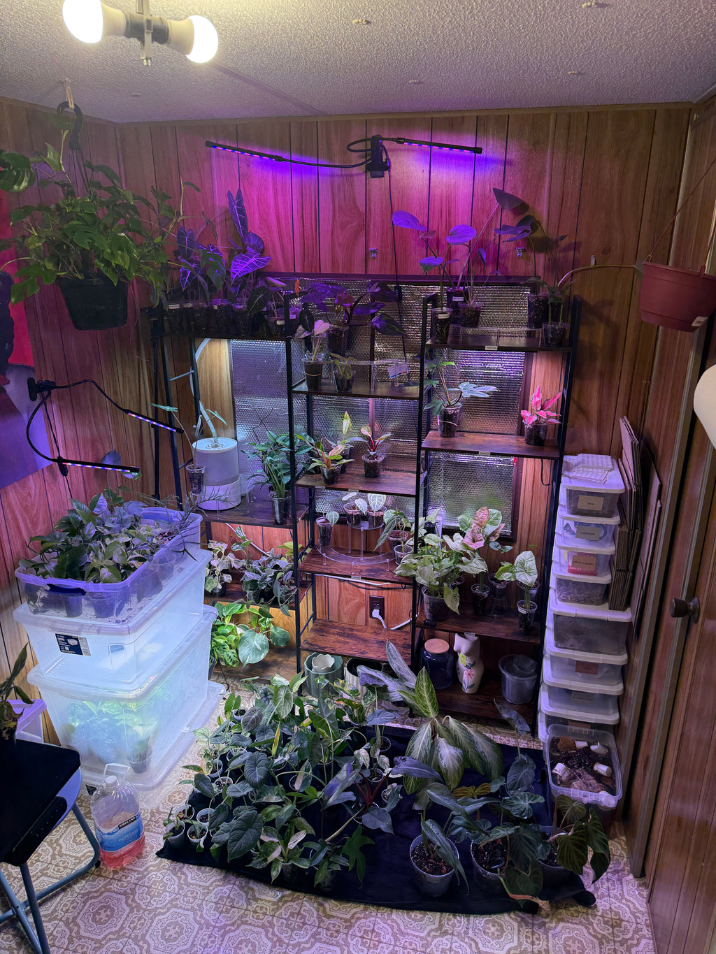 Jesse’s choice (PLANT MYSTERY)