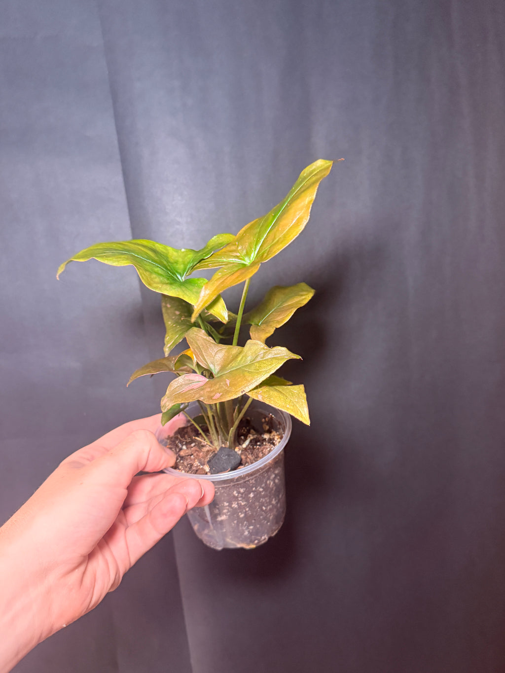 4" Syngonium 'pink Splash'