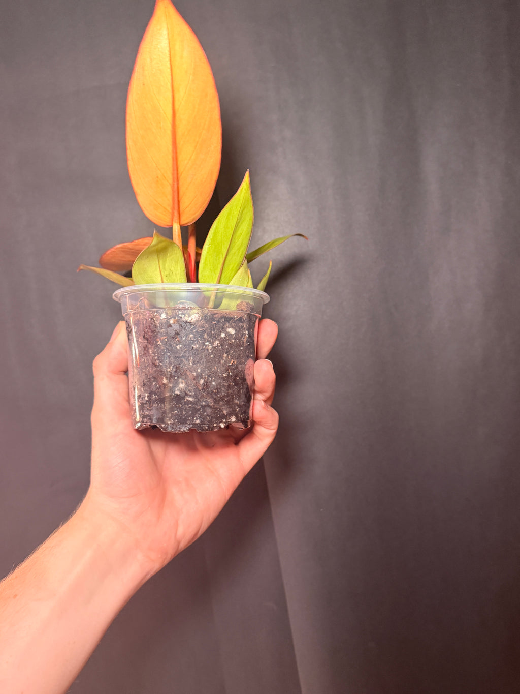 4” Philodendron Orange of prince