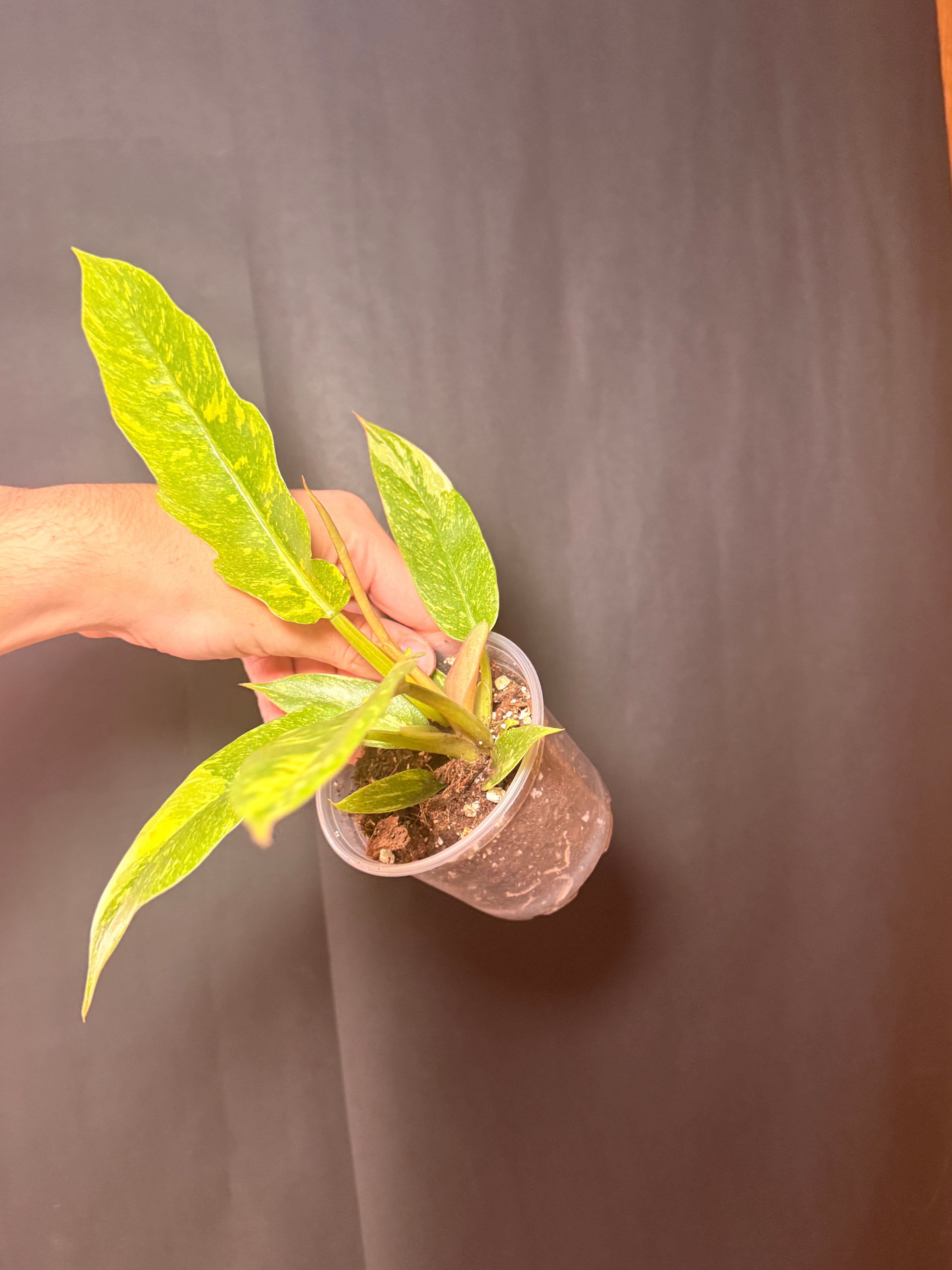 4” philodendron ring of fire