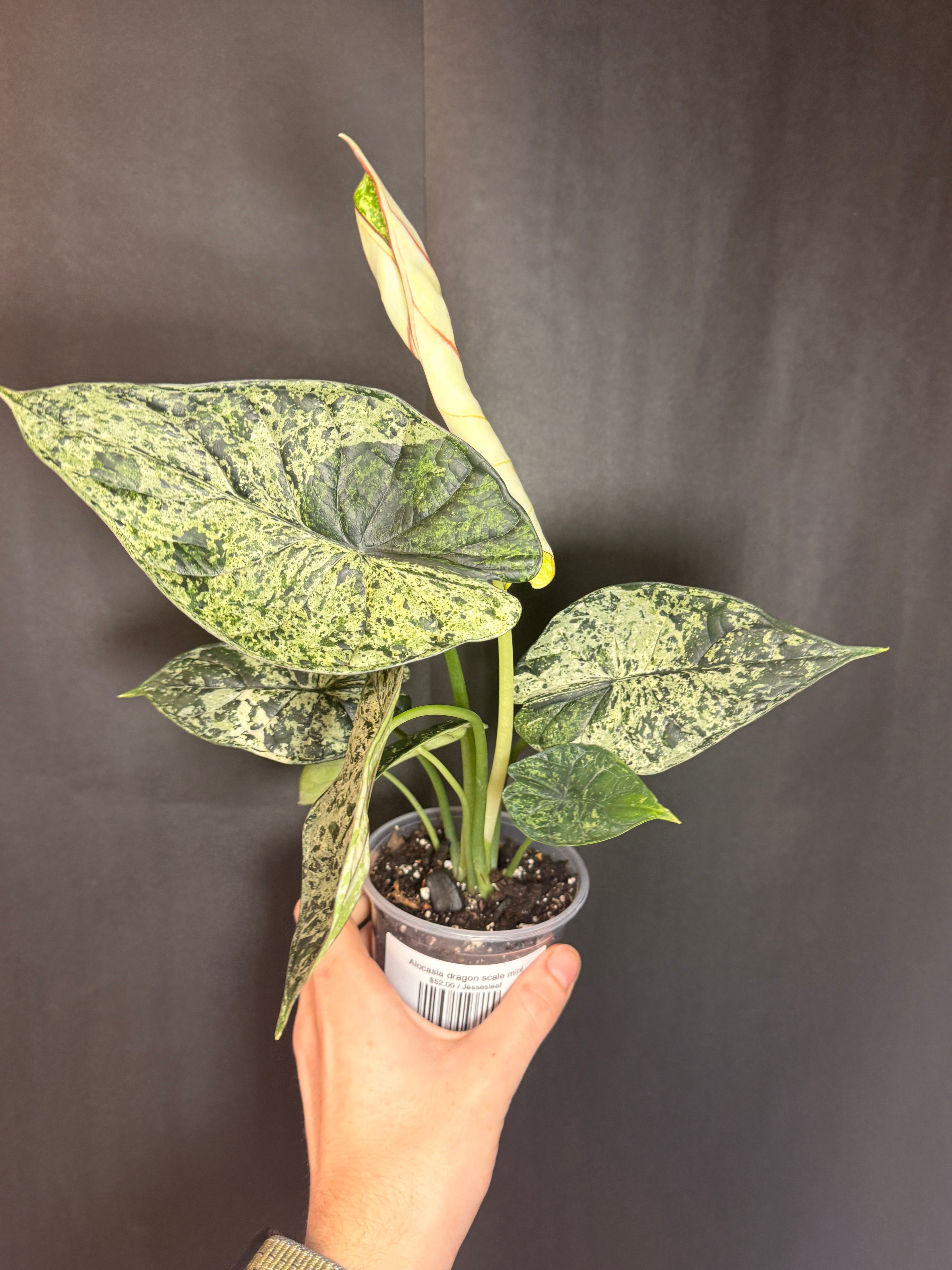 Alocasia dragon scale mint