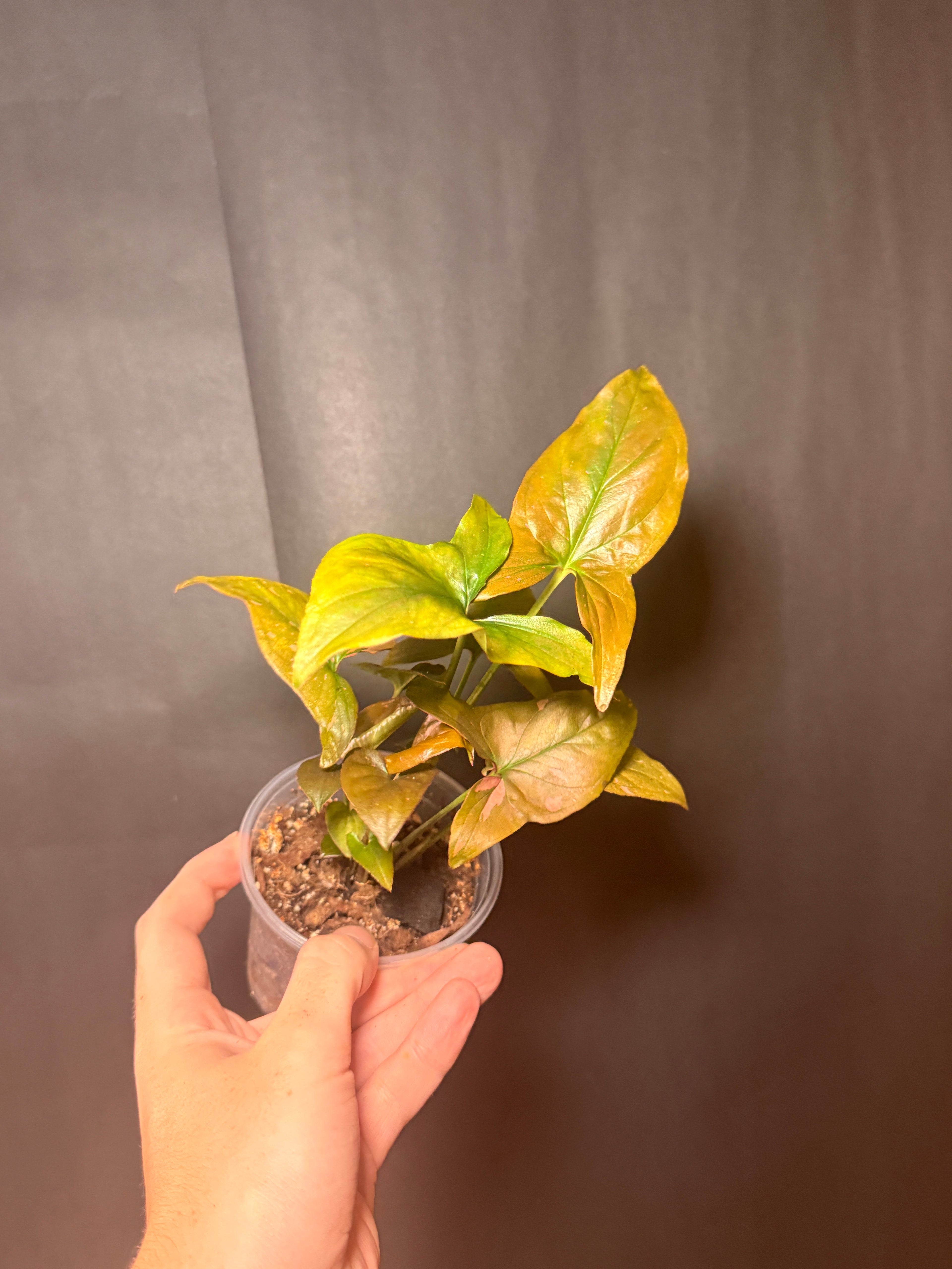 4" Syngonium 'pink Splash'
