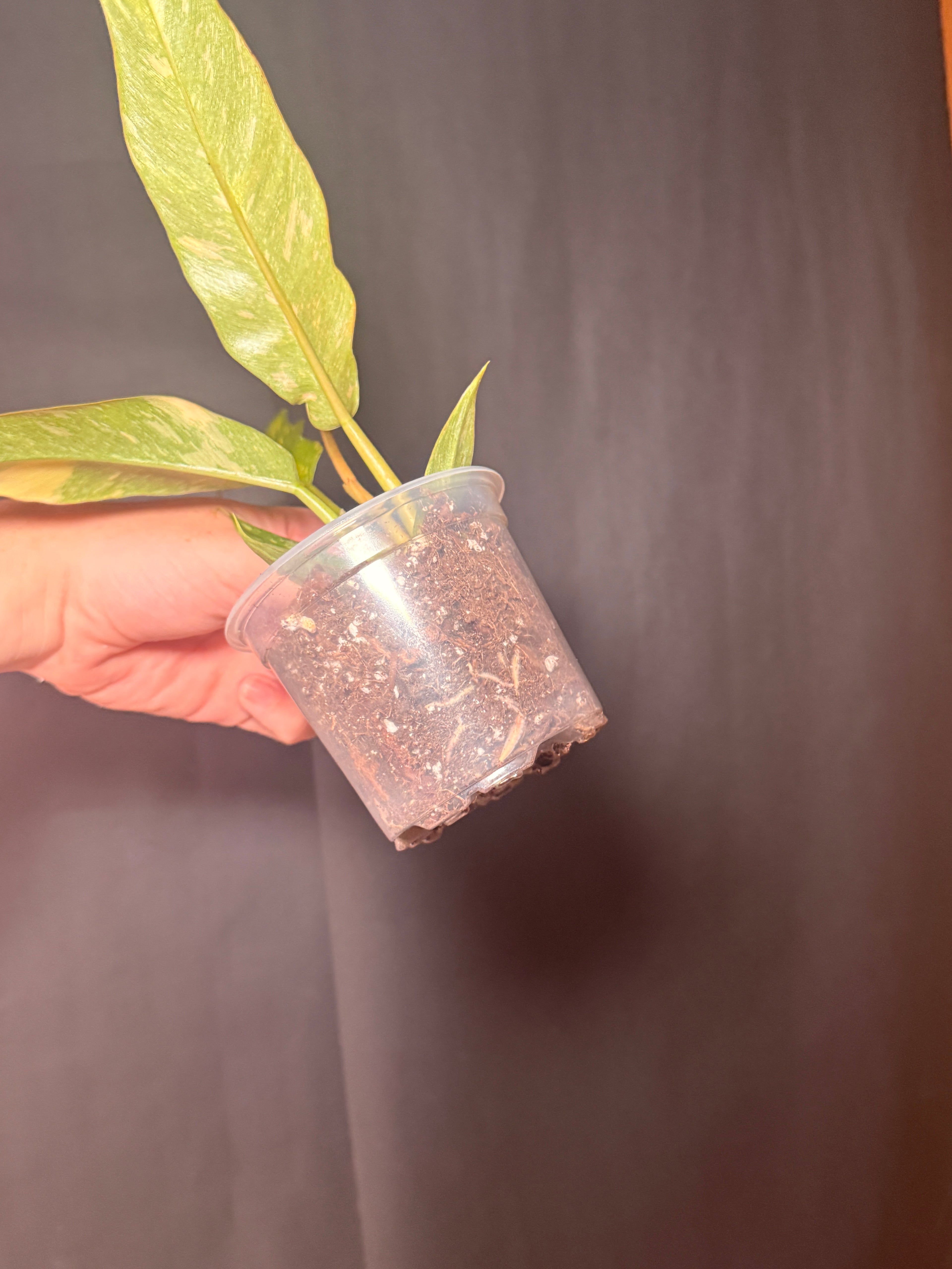 4” philodendron ring of fire