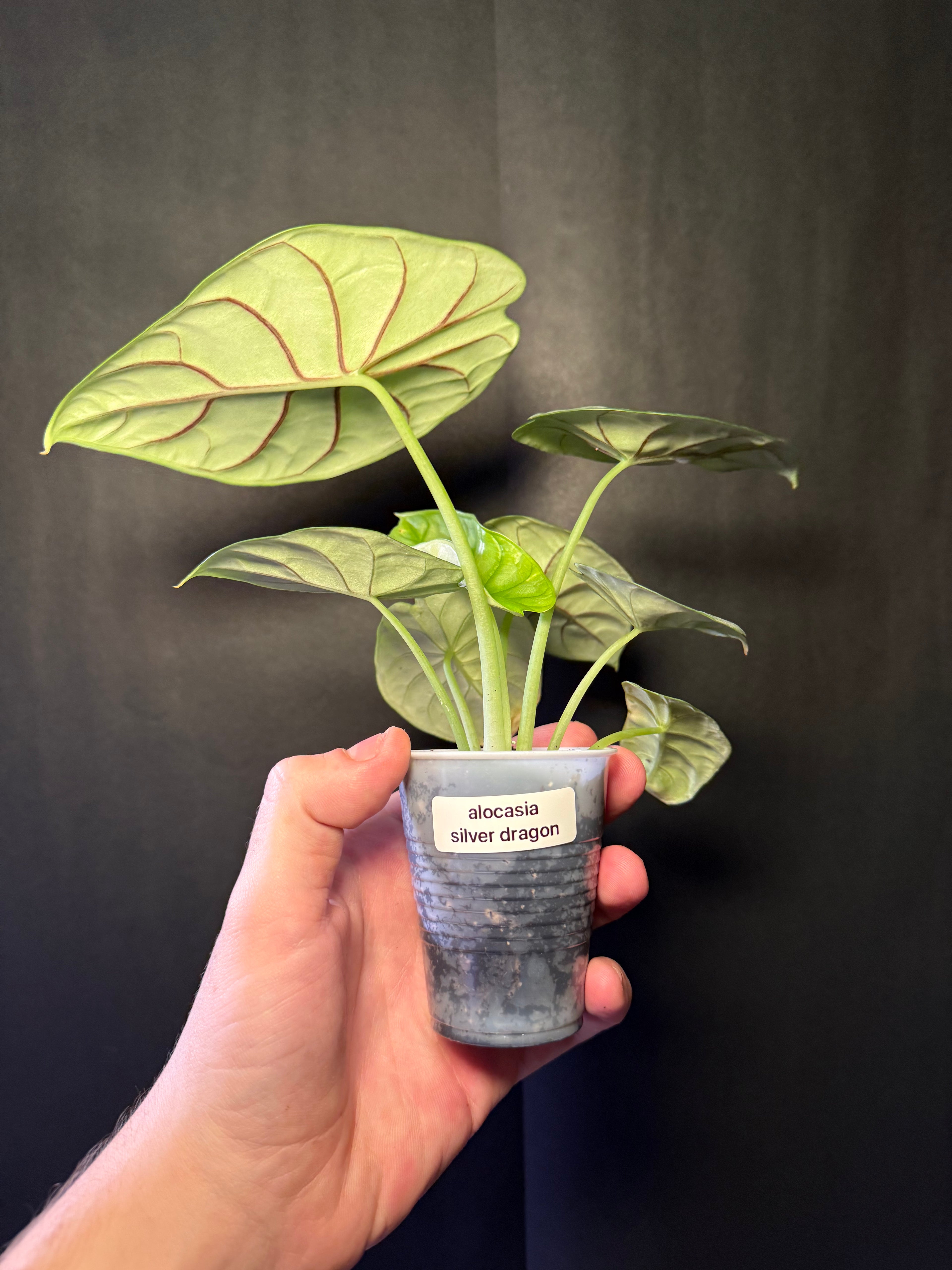 Alocasia dragon scale