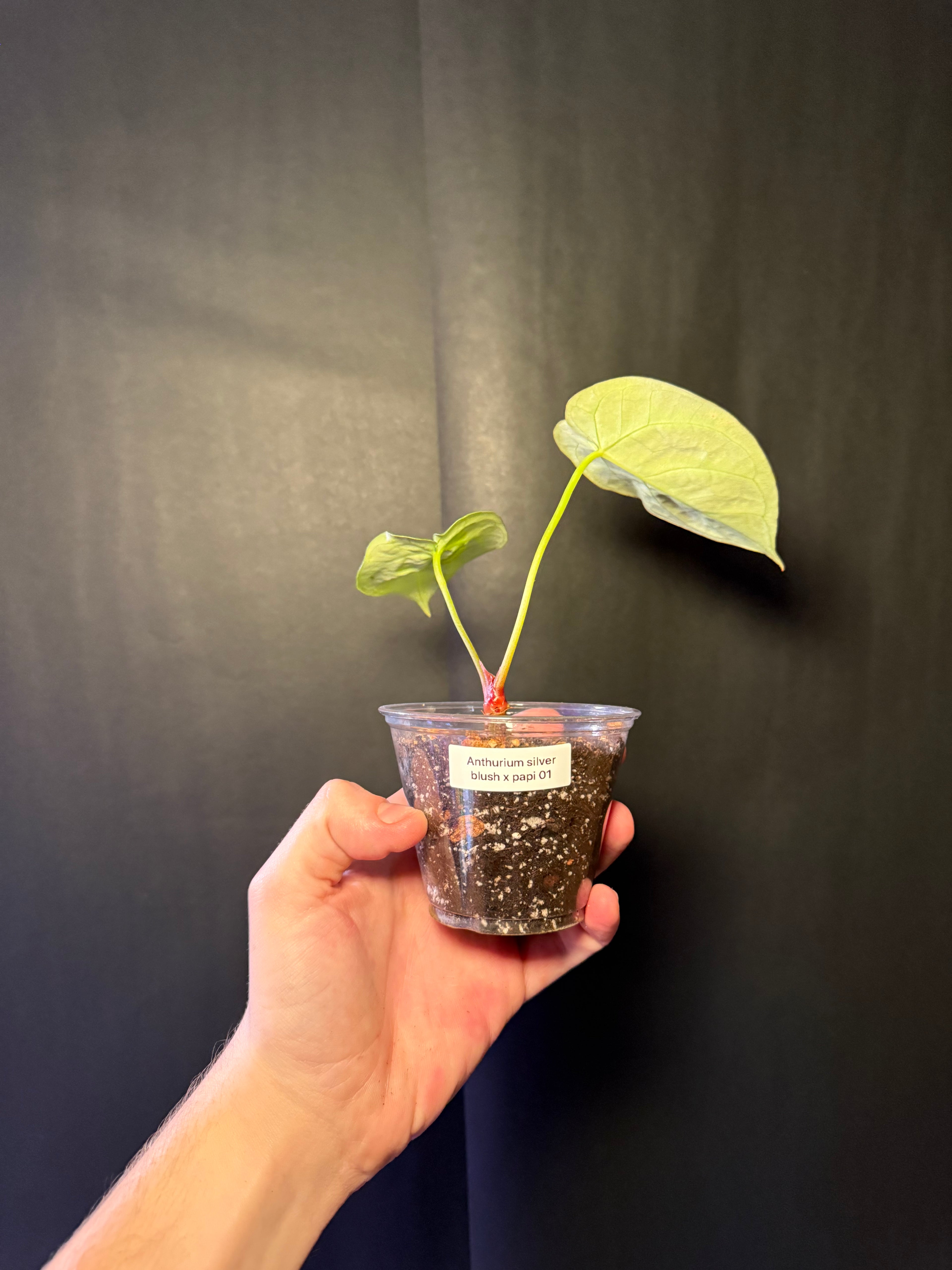 Anthurium silver blush X papi 01