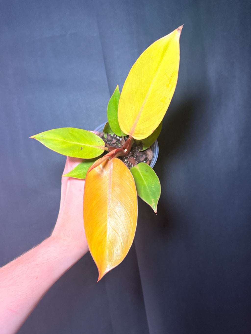 4” Philodendron Orange of prince