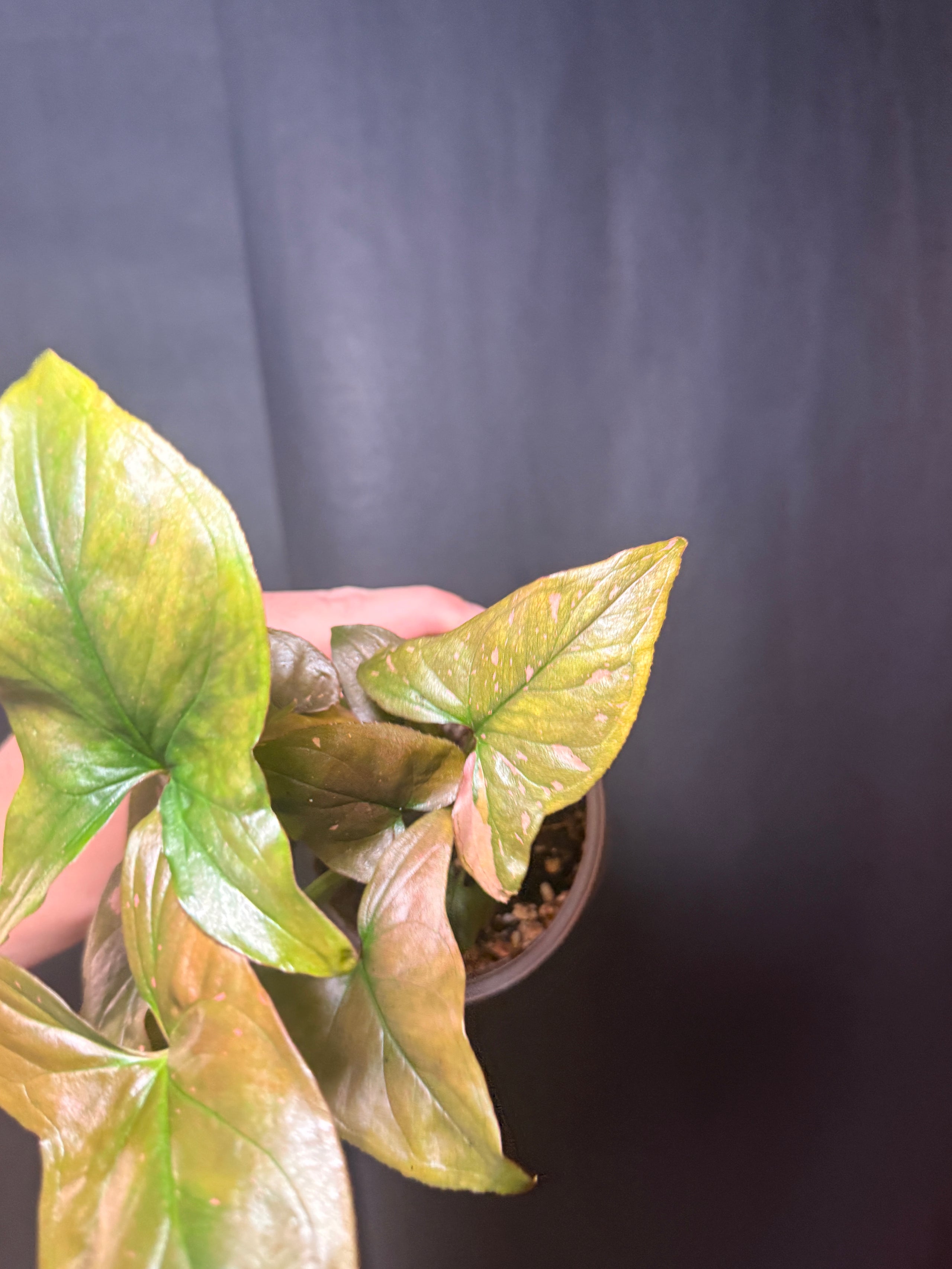 4" Syngonium 'pink Splash'