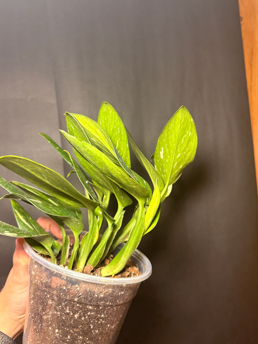 6” Monstera Cobra
