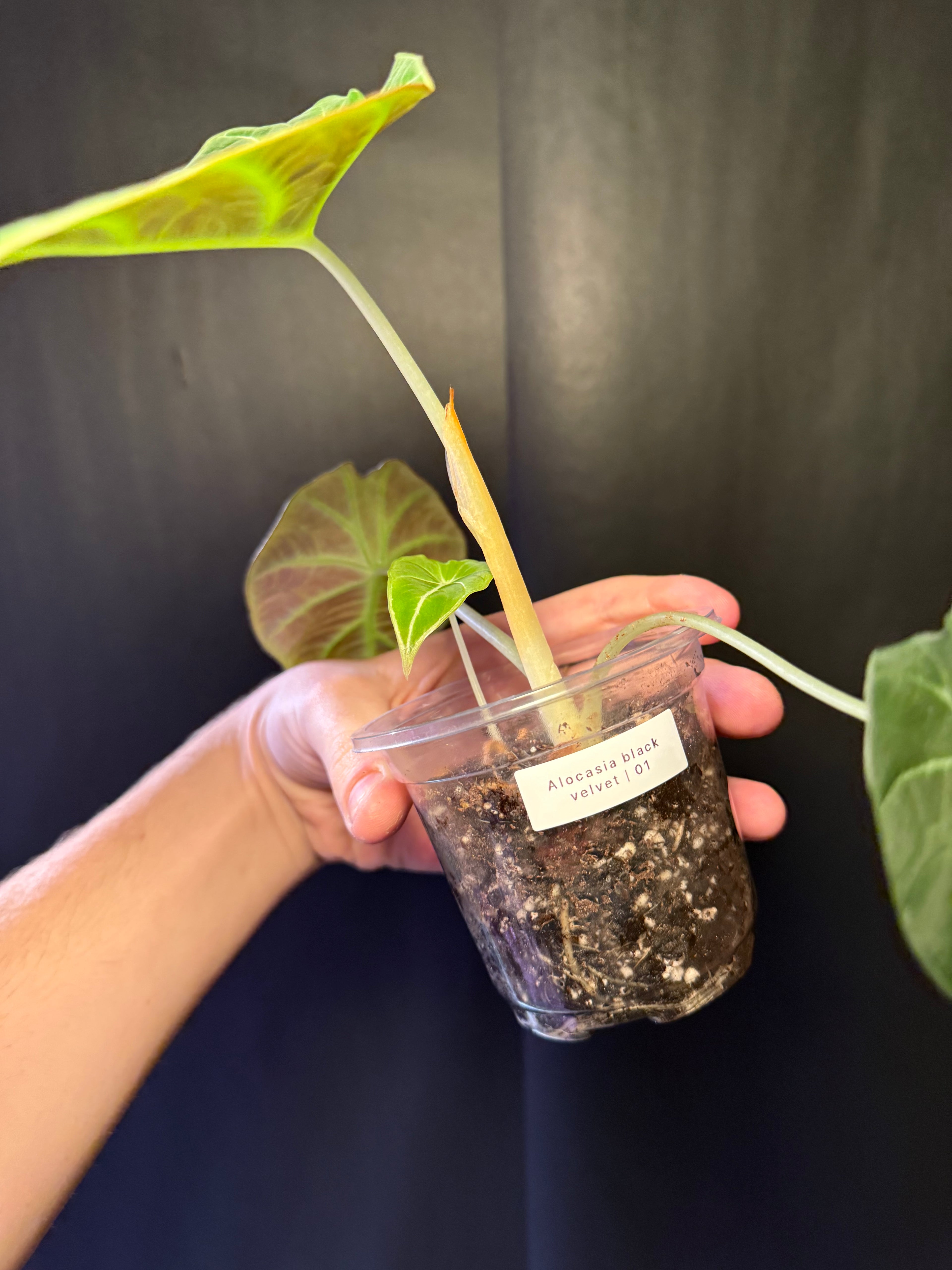 Alocasia black velvet