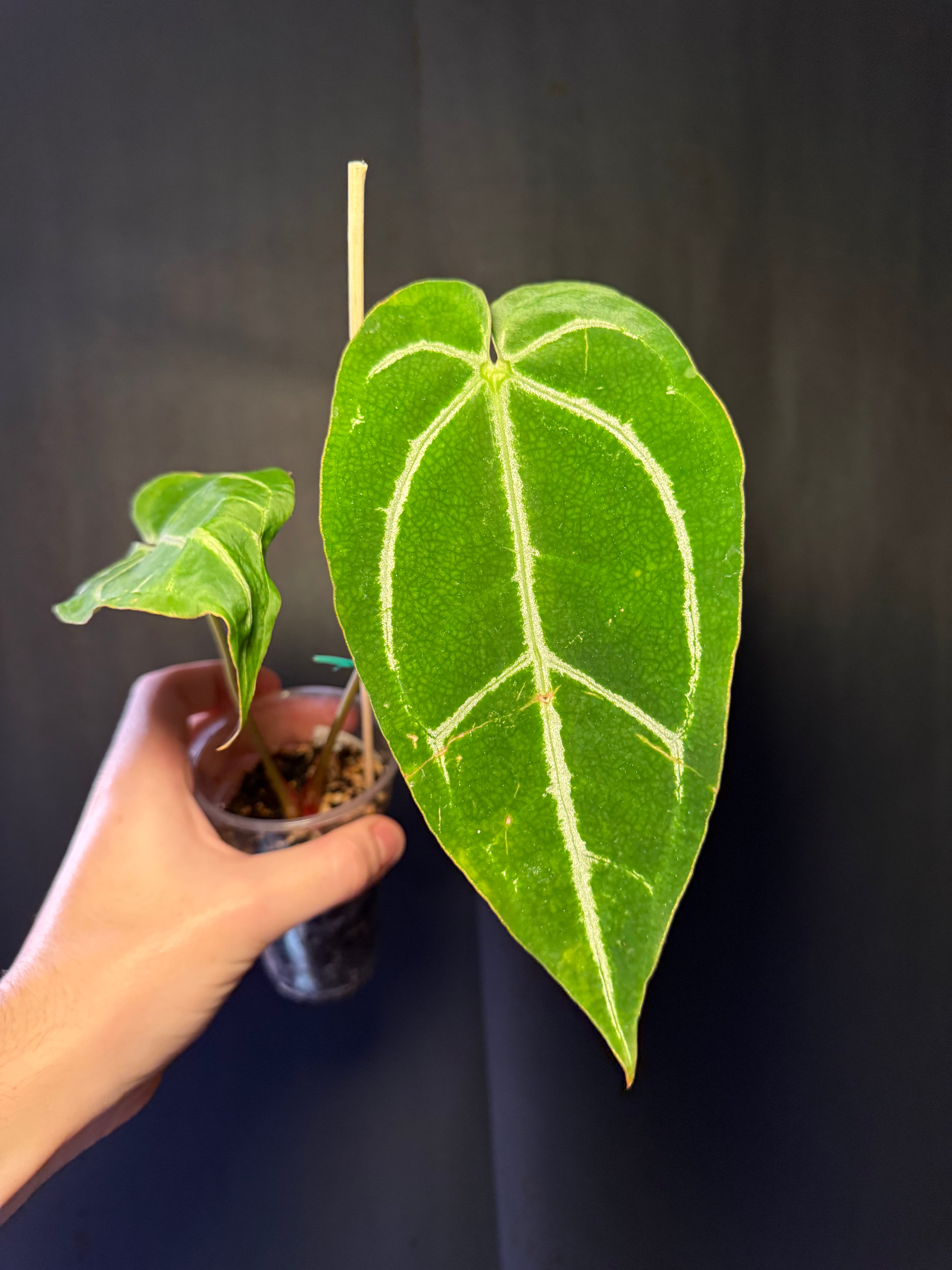 Anthurium crystallinum X Magnificum 02