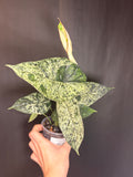 Alocasia dragon scale mint