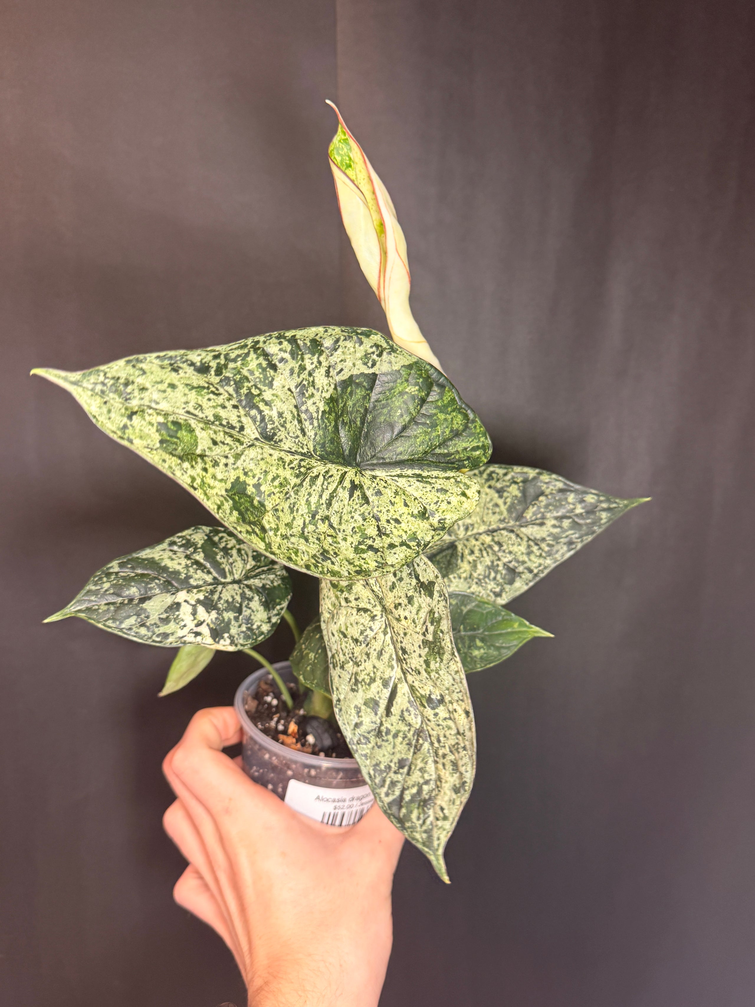 Alocasia dragon scale mint