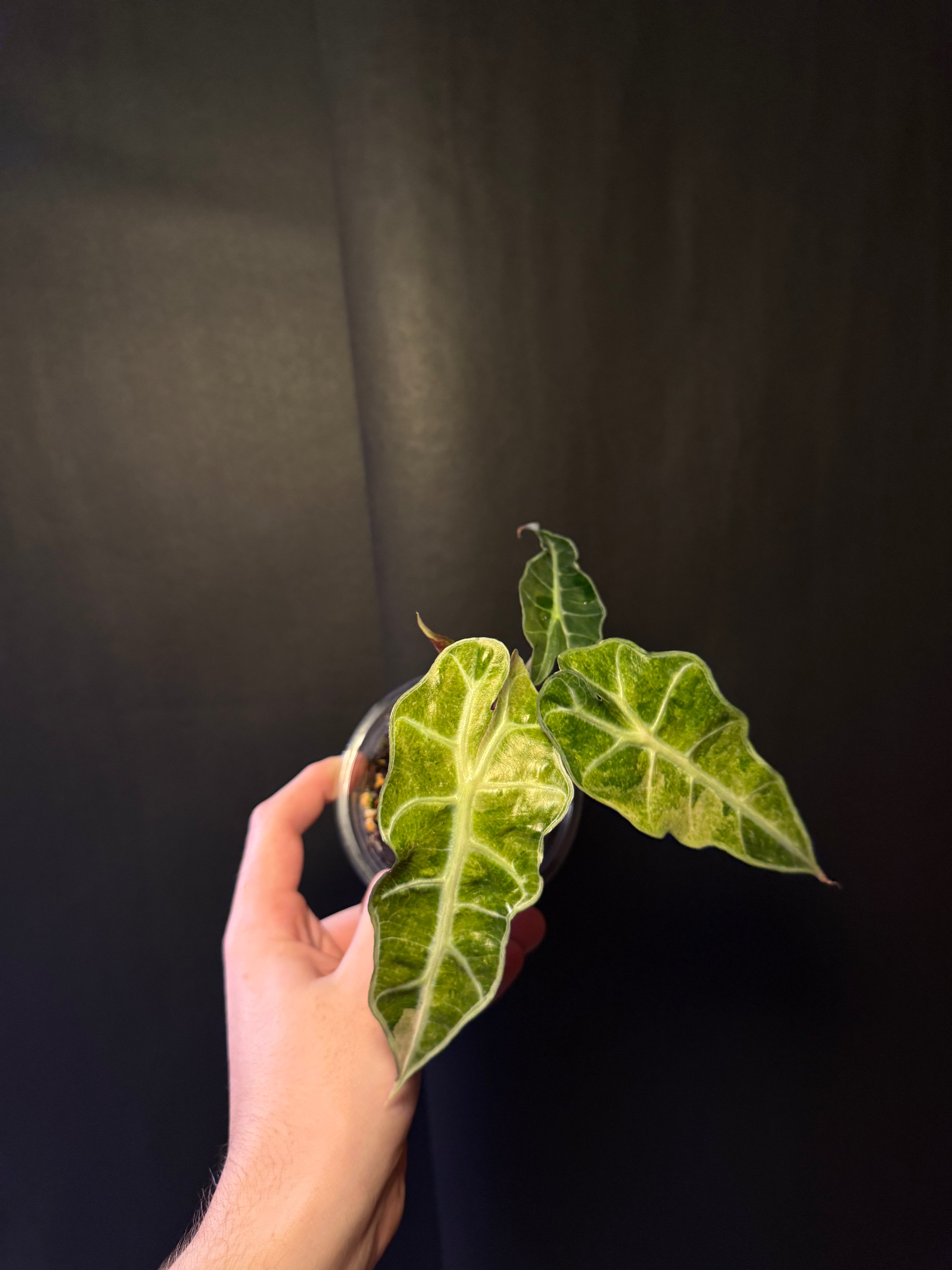 Alocasia Polly aurea
