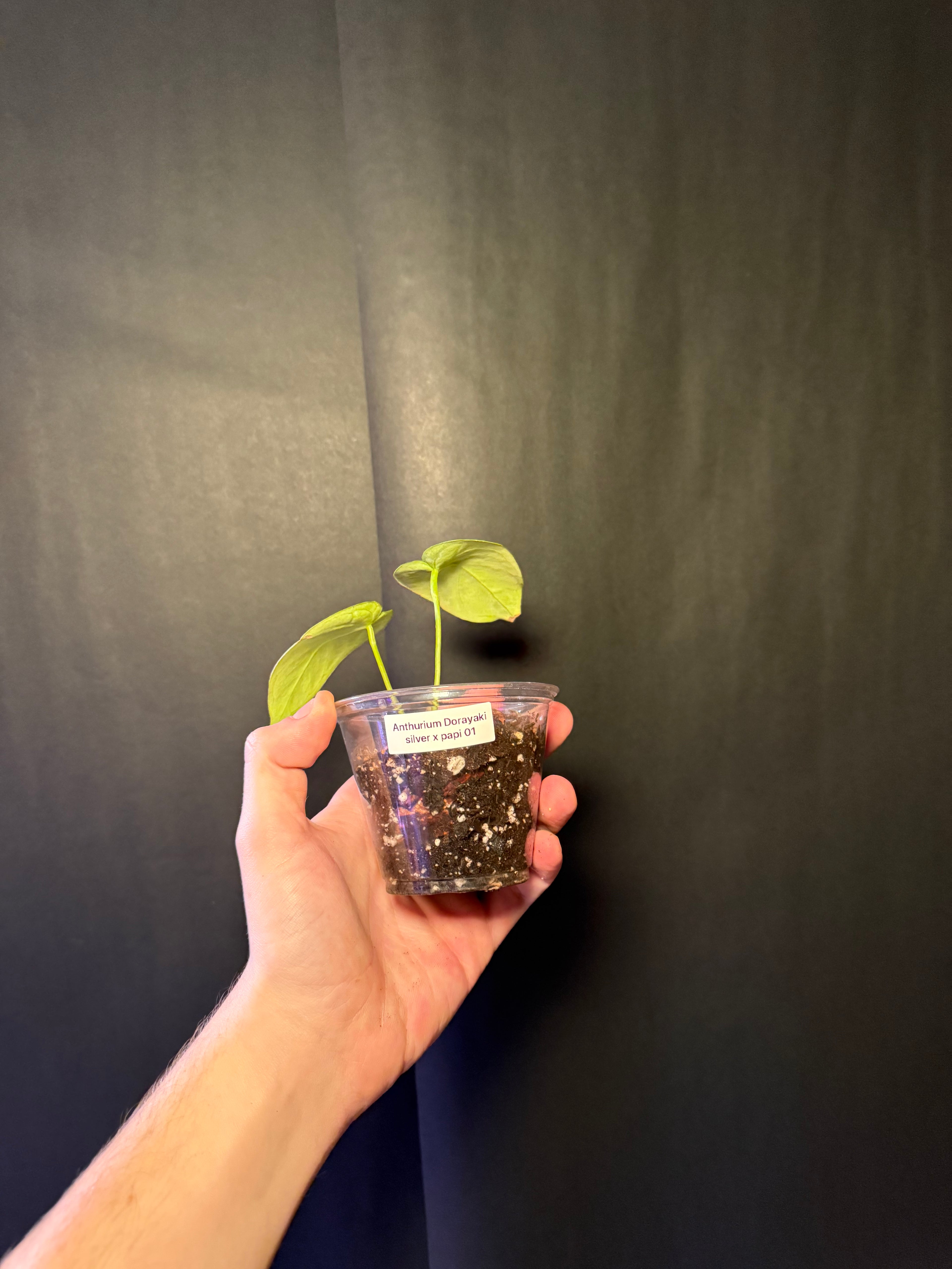 Anthurium Dorayaki silver X papi