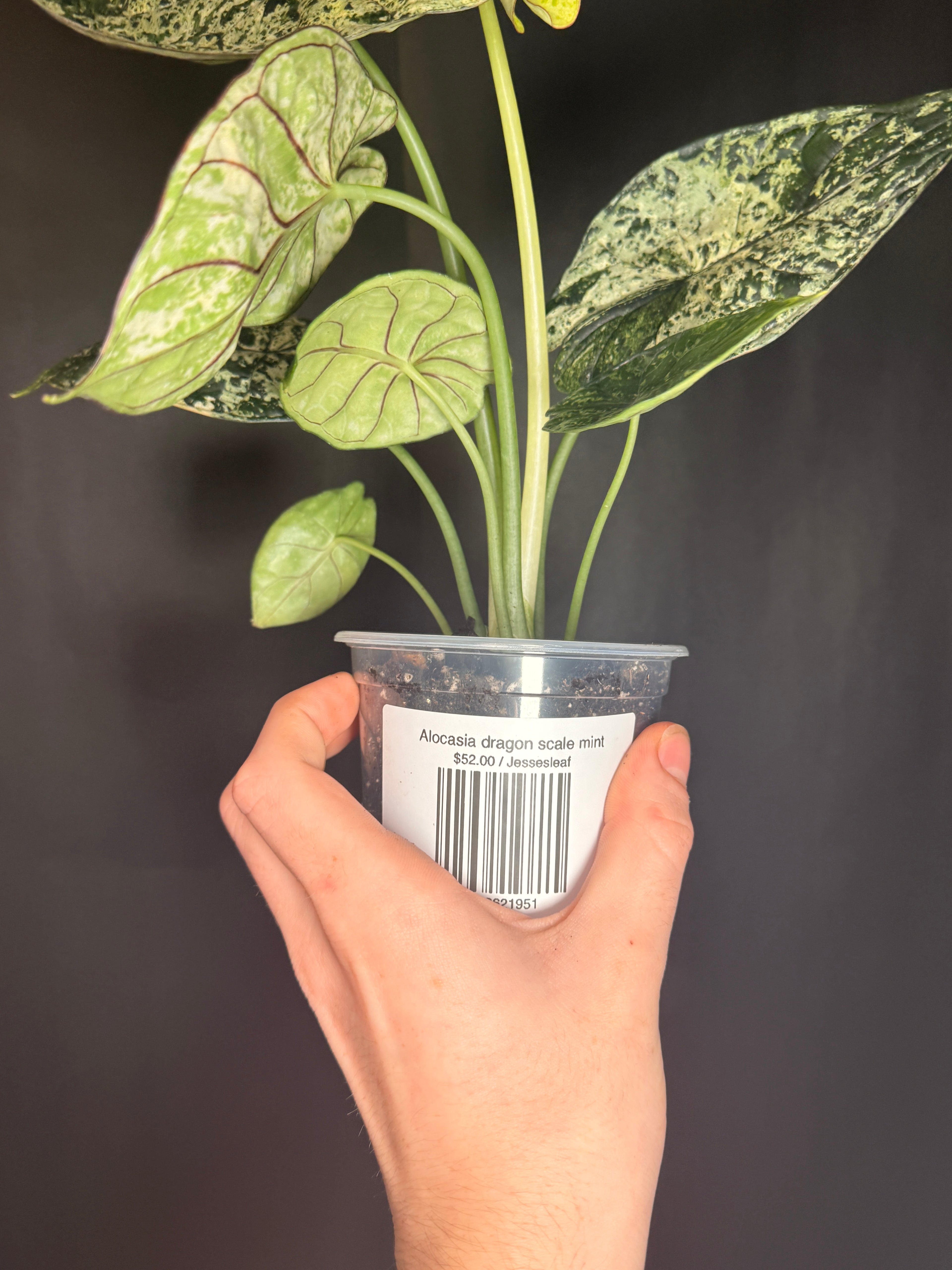 Alocasia dragon scale mint