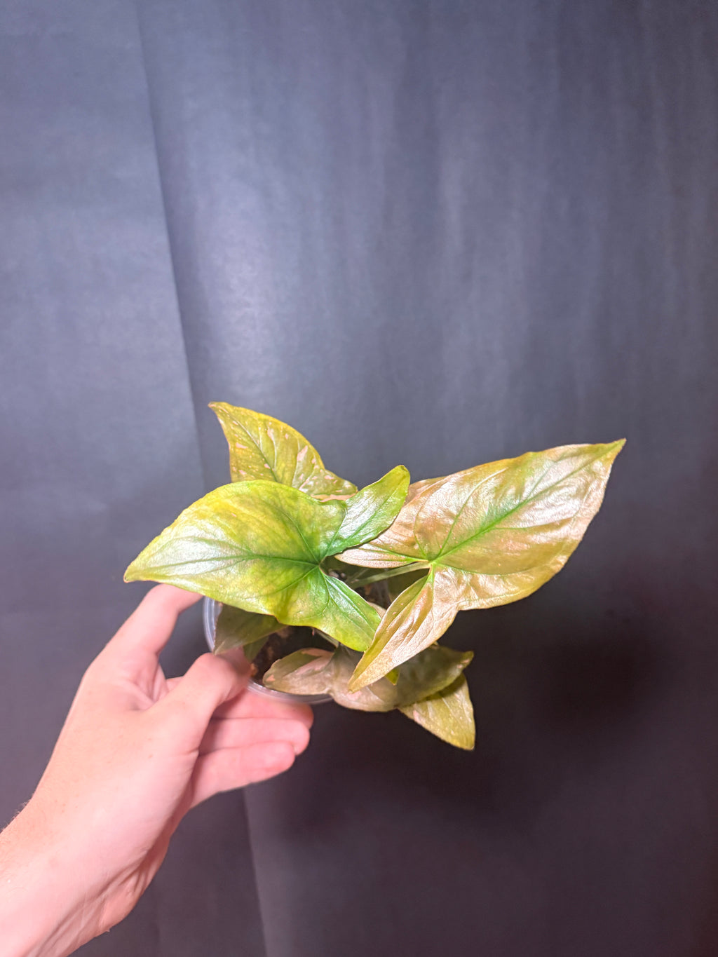 4" Syngonium 'pink Splash'