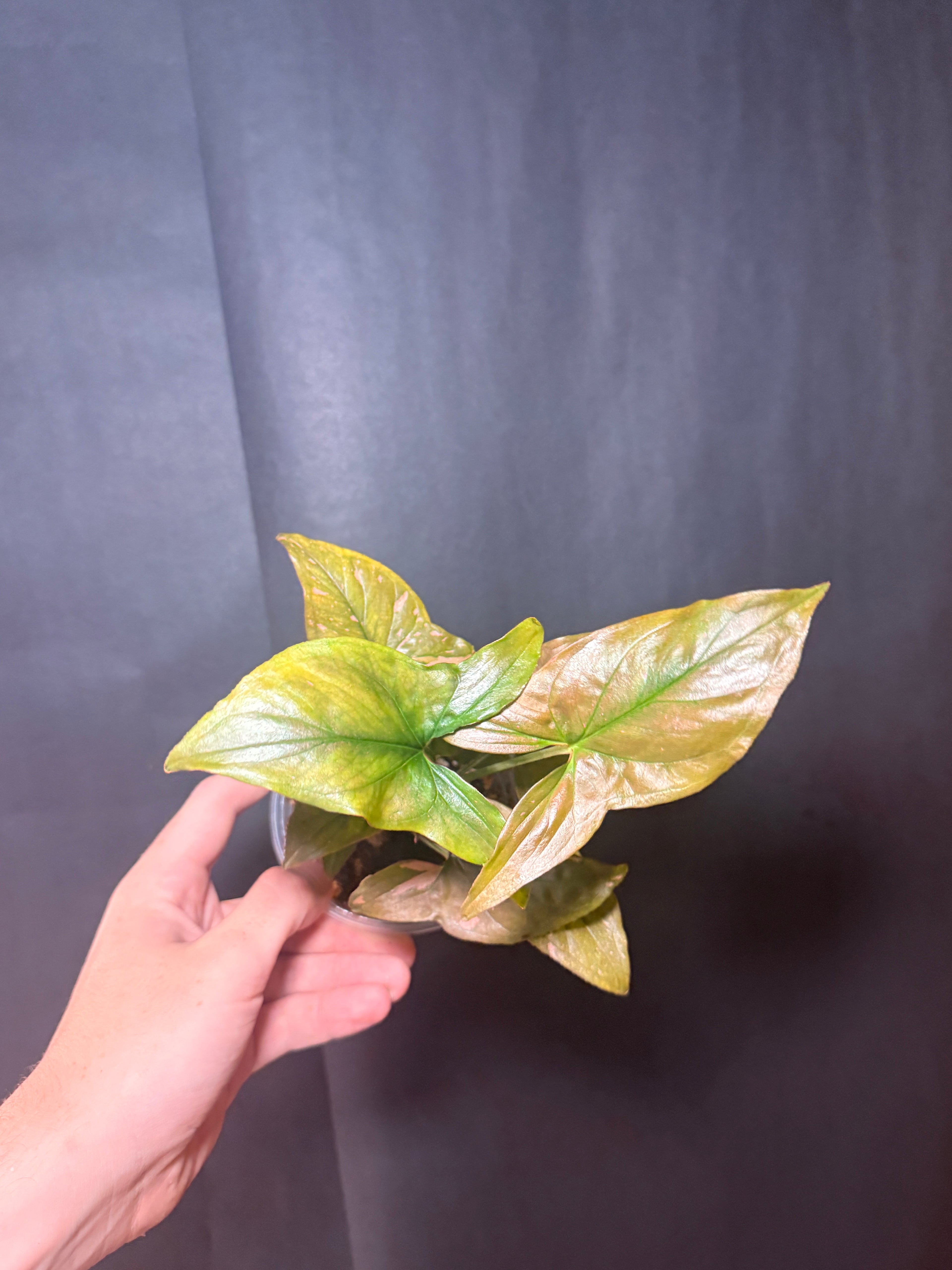 4" Syngonium 'pink Splash'