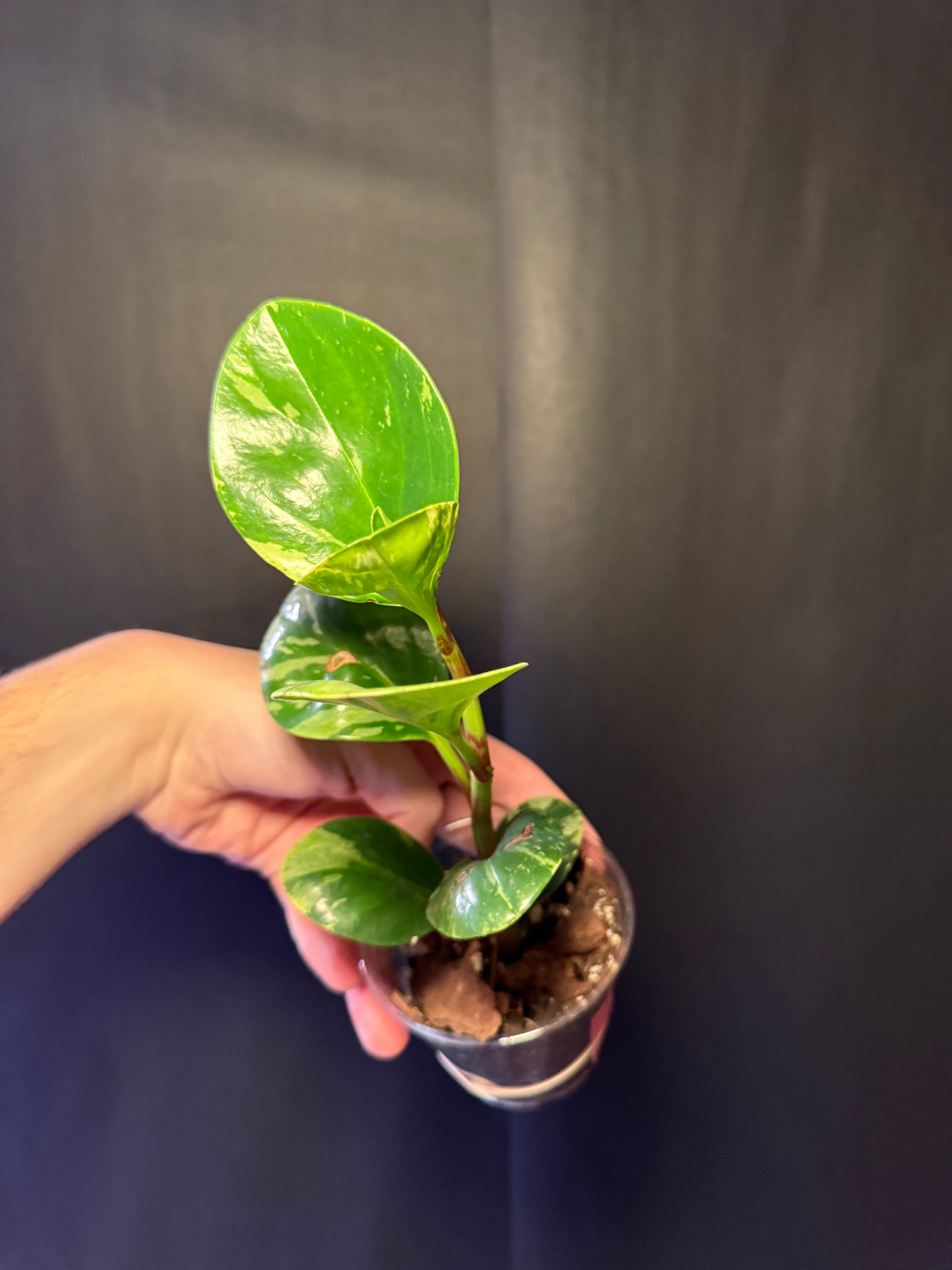 Peperomia obtusifolia 'Marble'