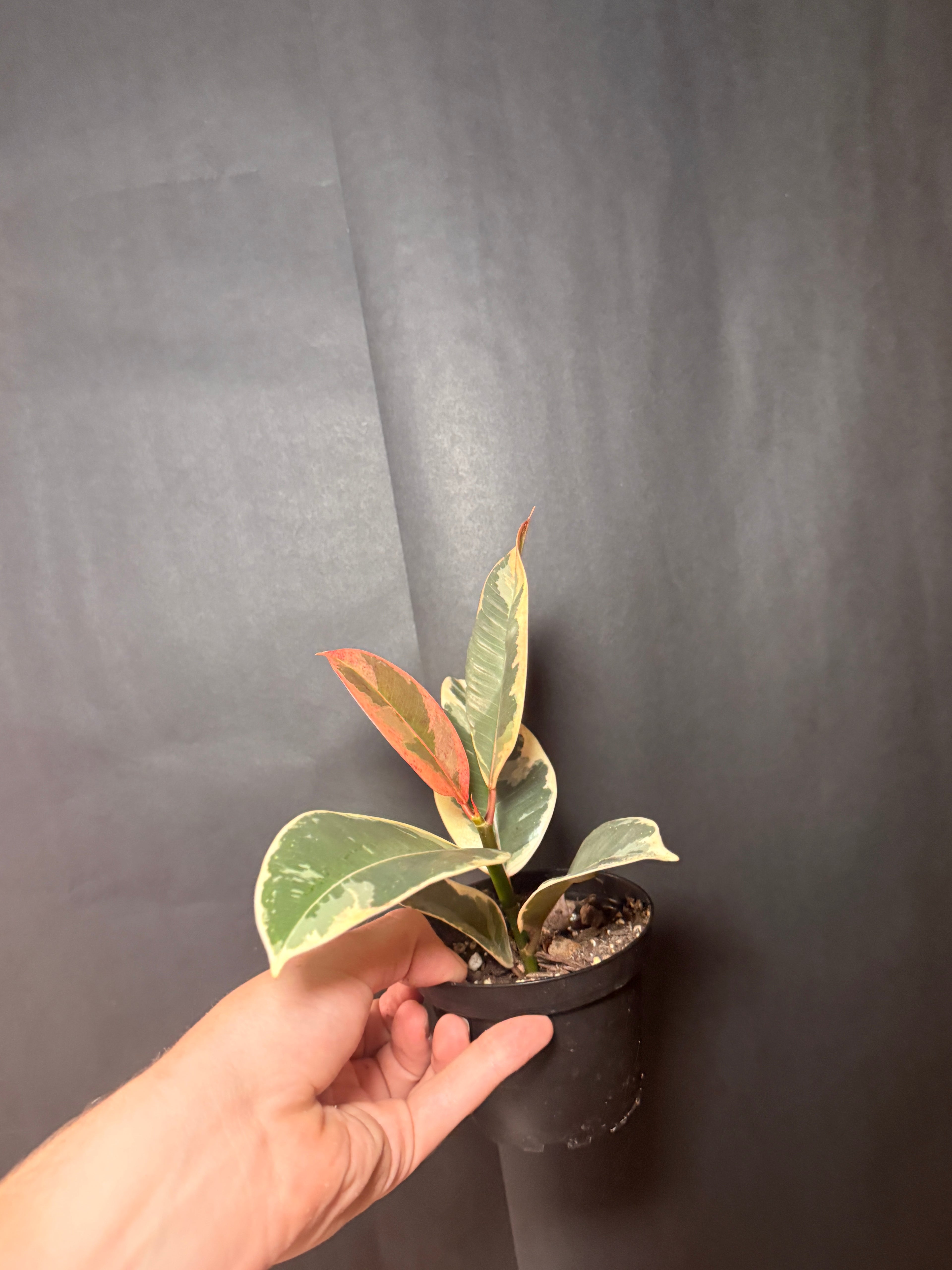4” ficus tineke