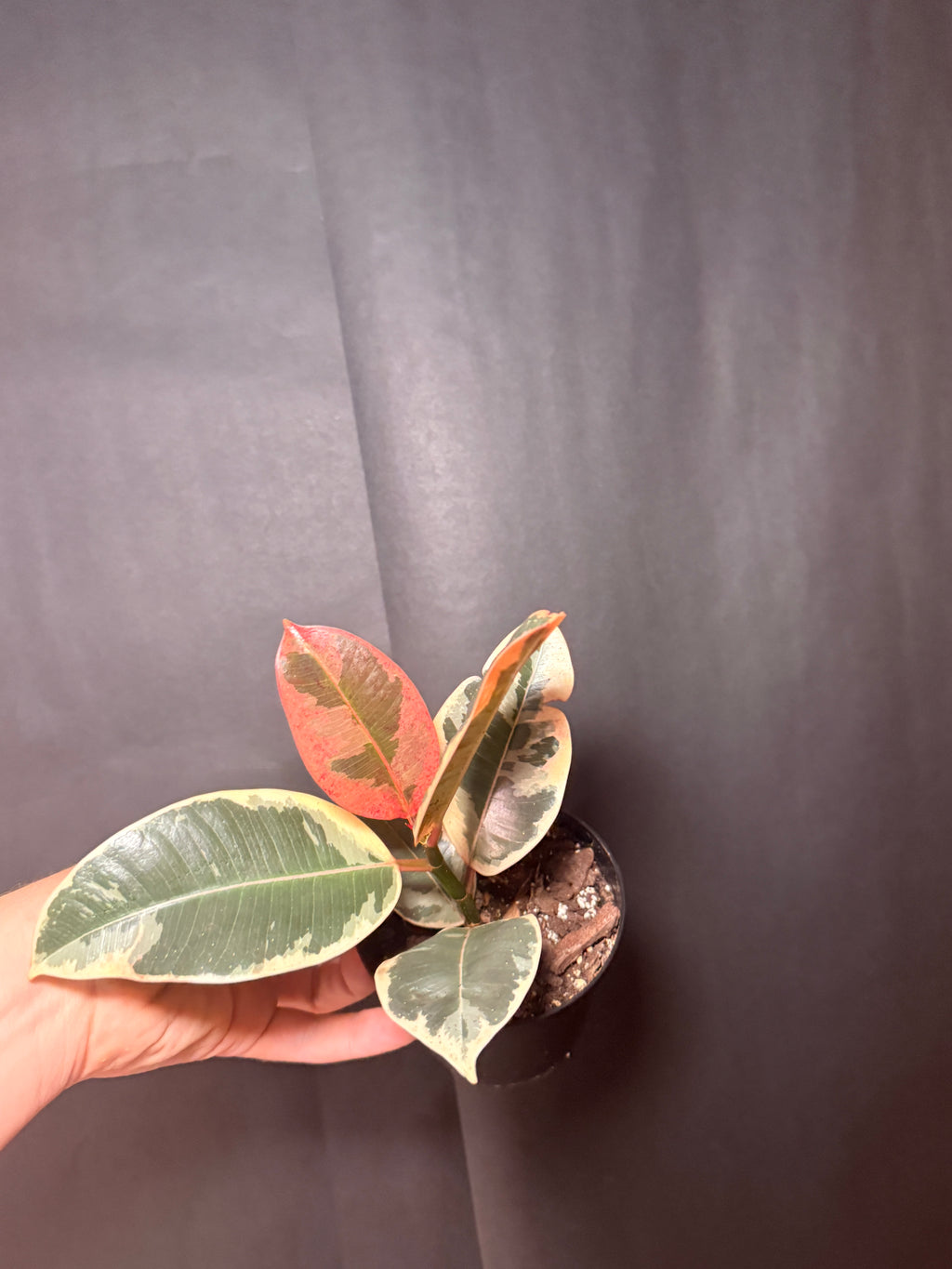 4” ficus tineke