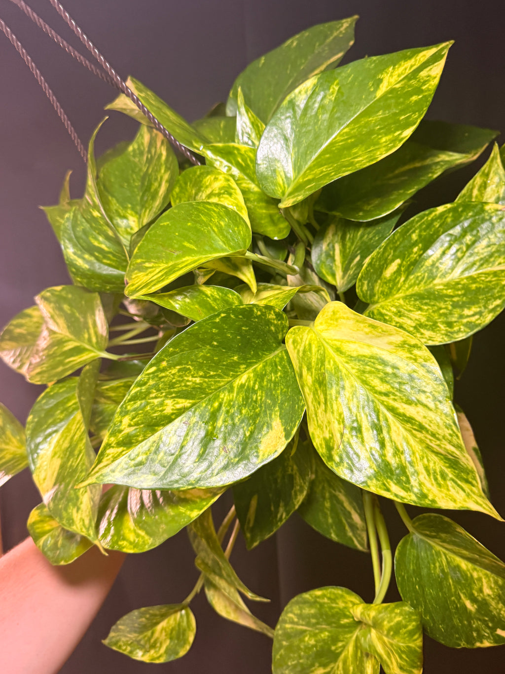 8” Golden Pothos HB