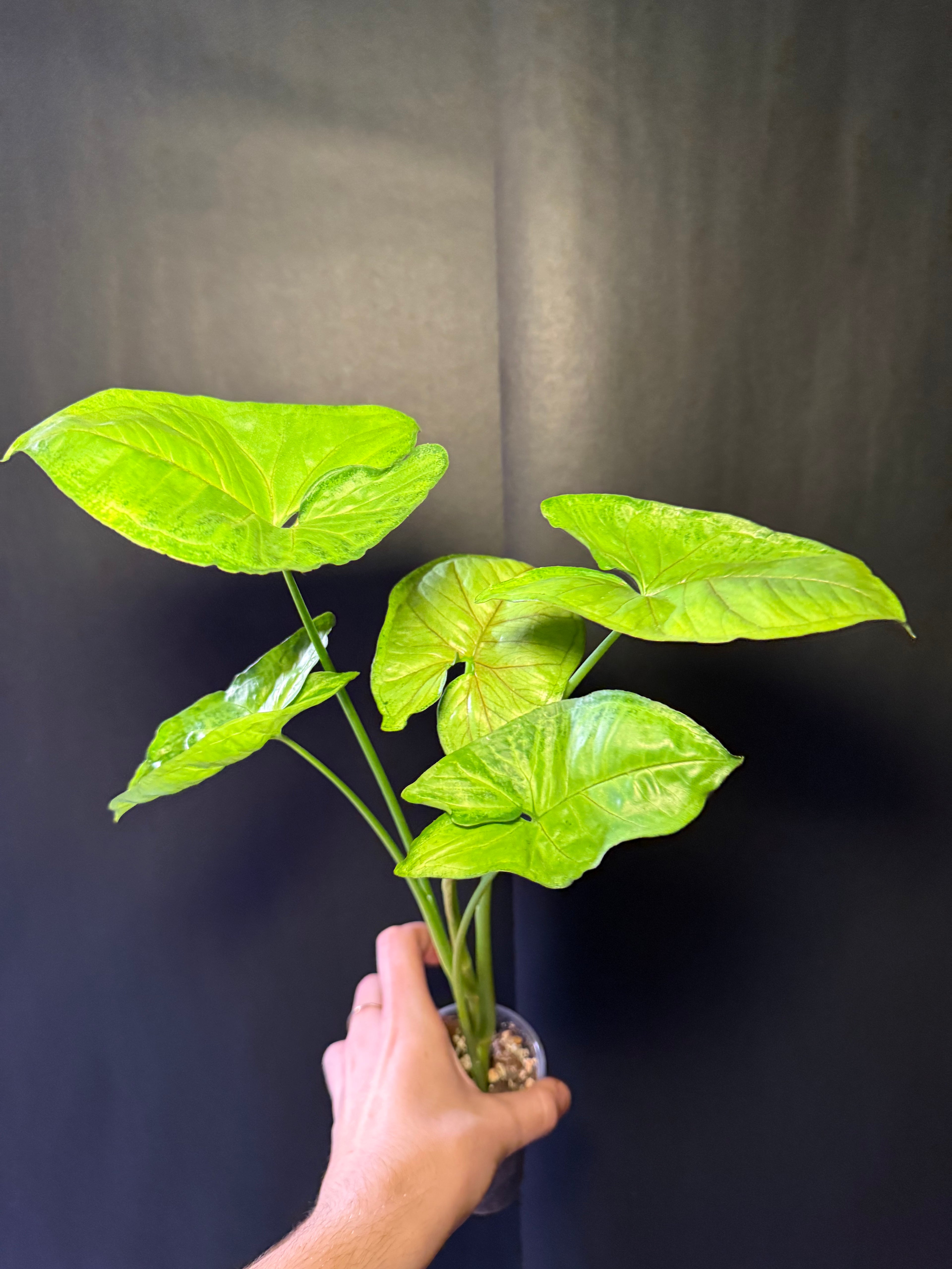 Syngonium pink allusion