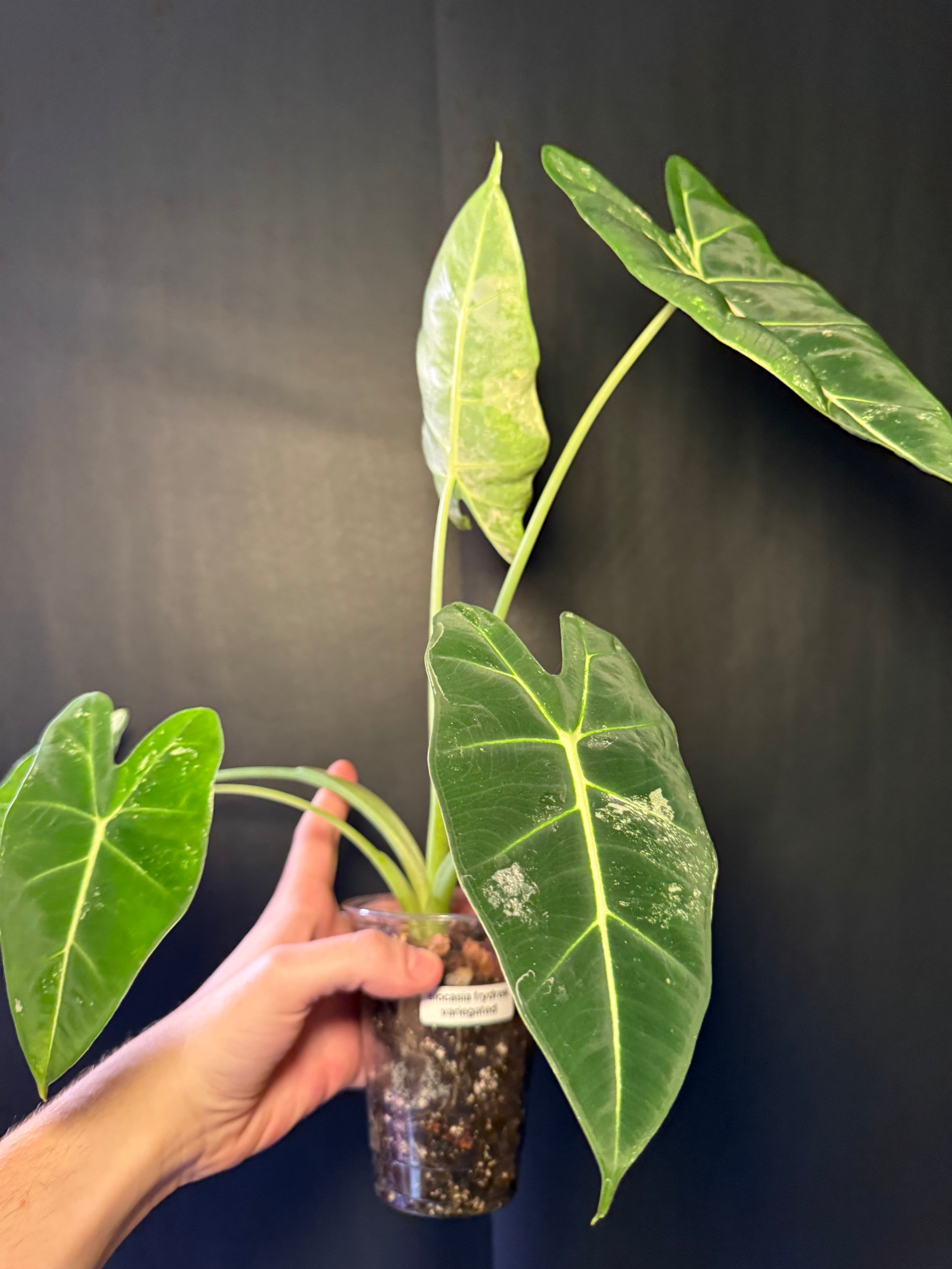 Alocasia variegated frydrek￼