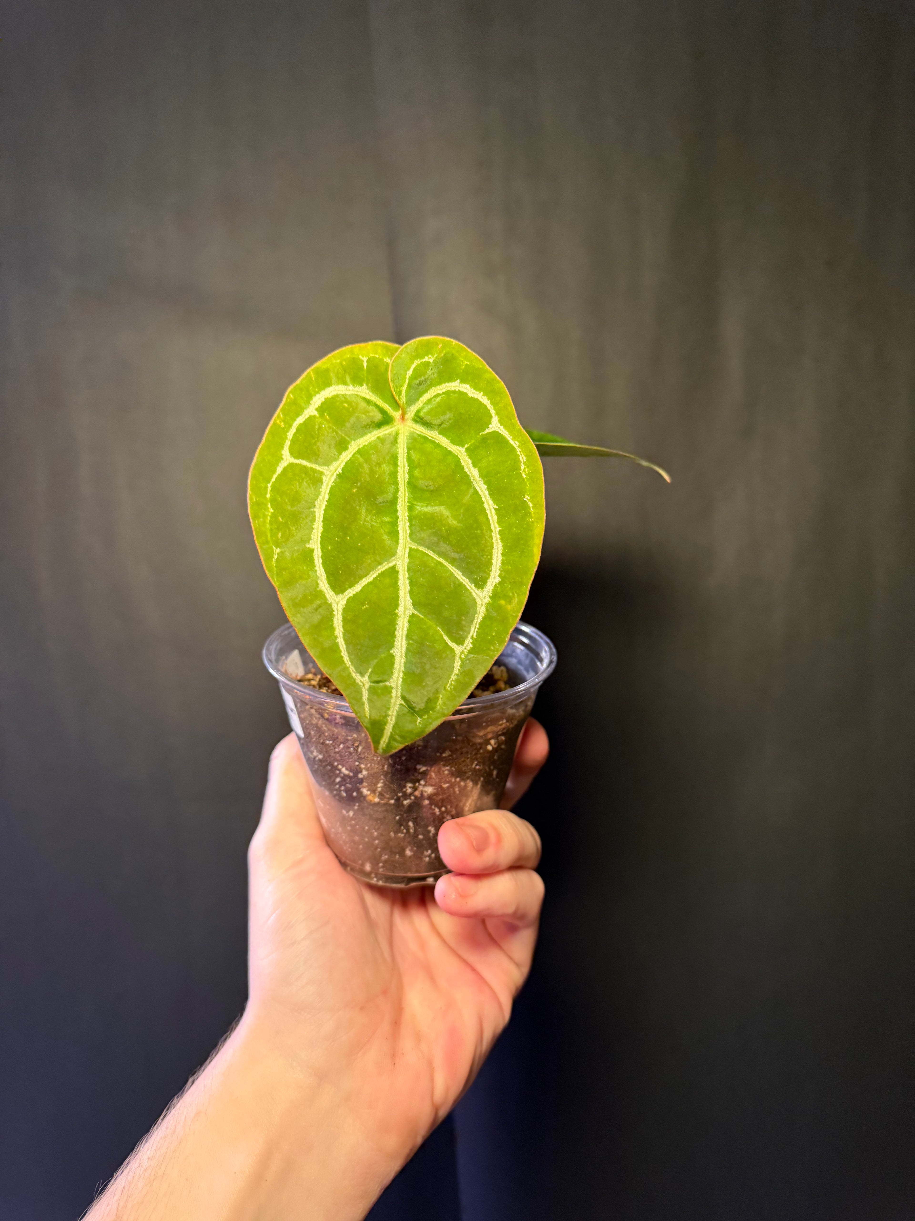 Anthurium crystallinum X magnificum 01