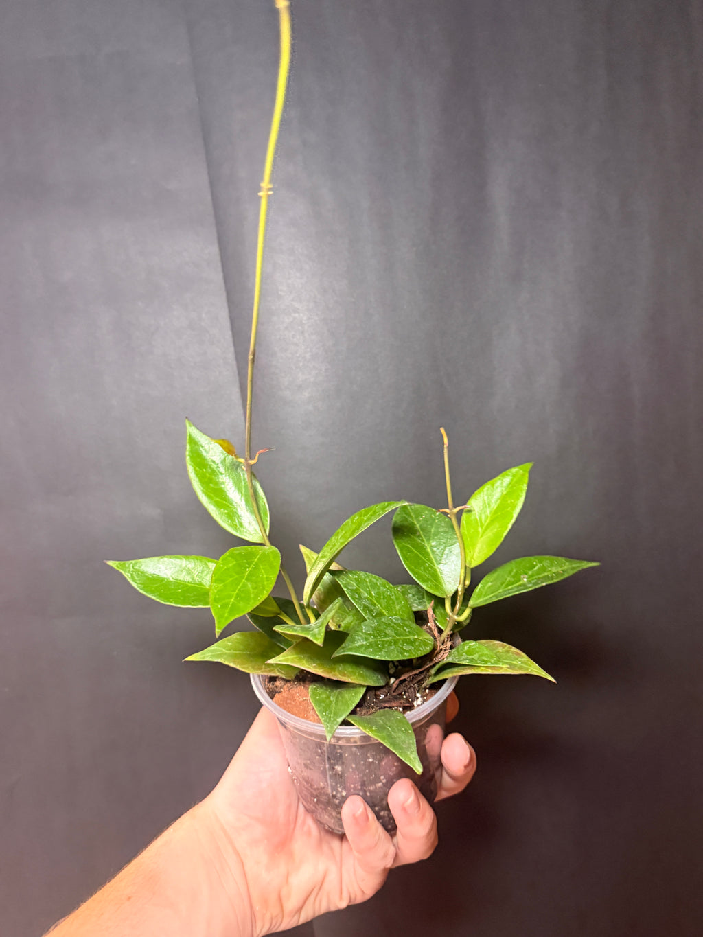 4” Hoya sunrise