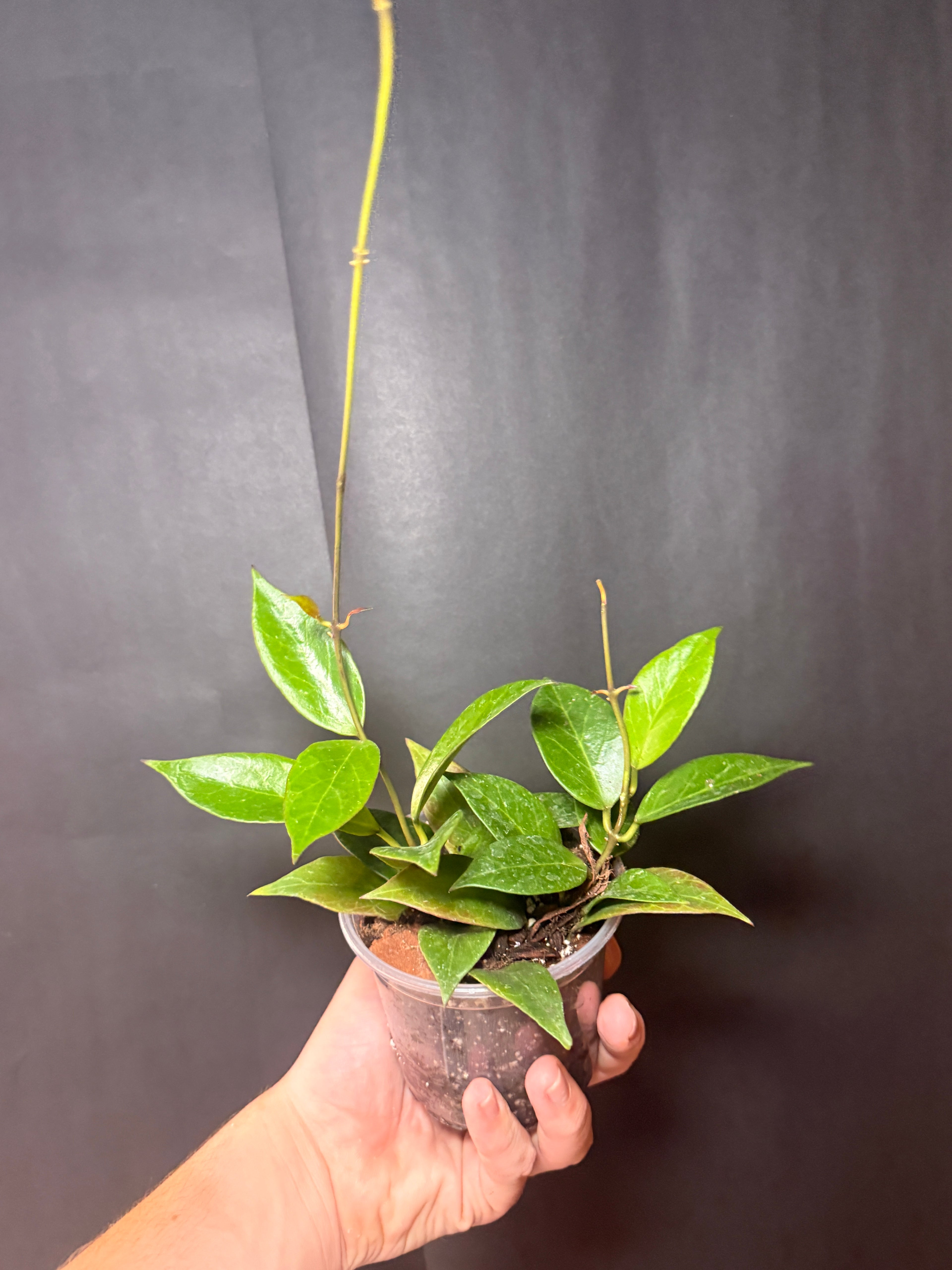 4” Hoya sunrise