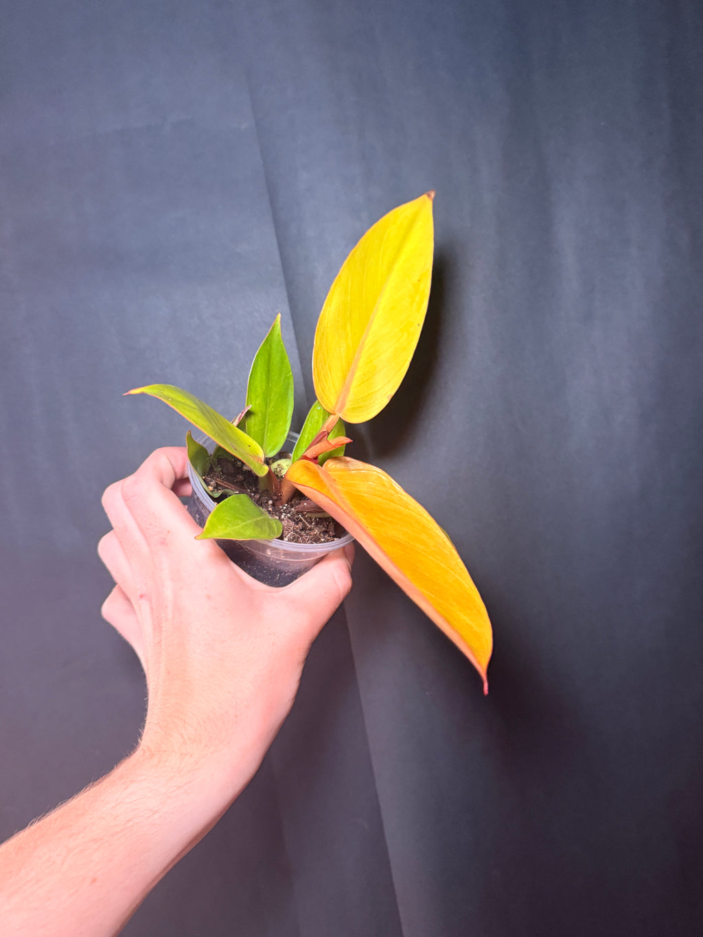 4” Philodendron Orange of prince