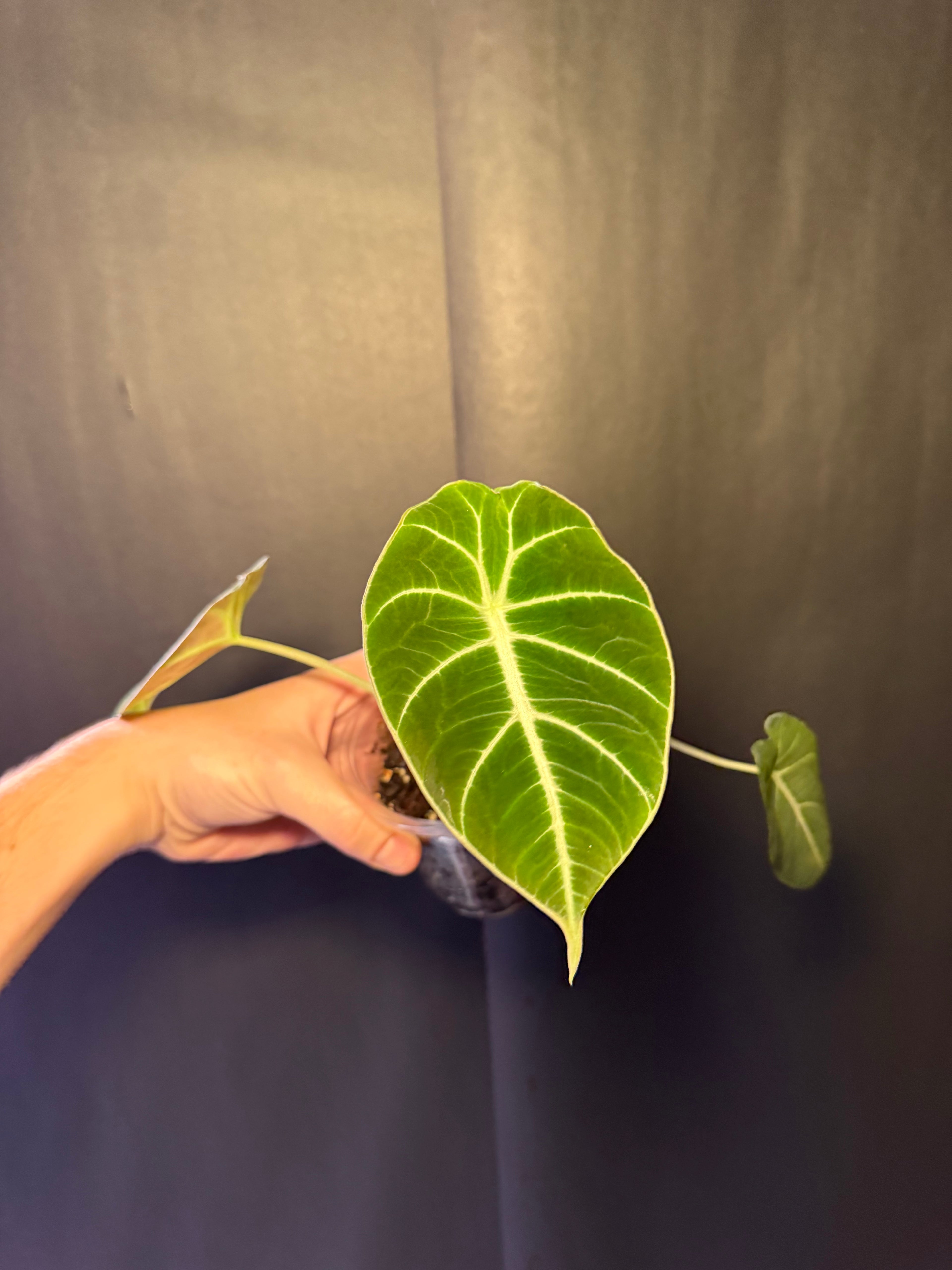 Alocasia black velvet