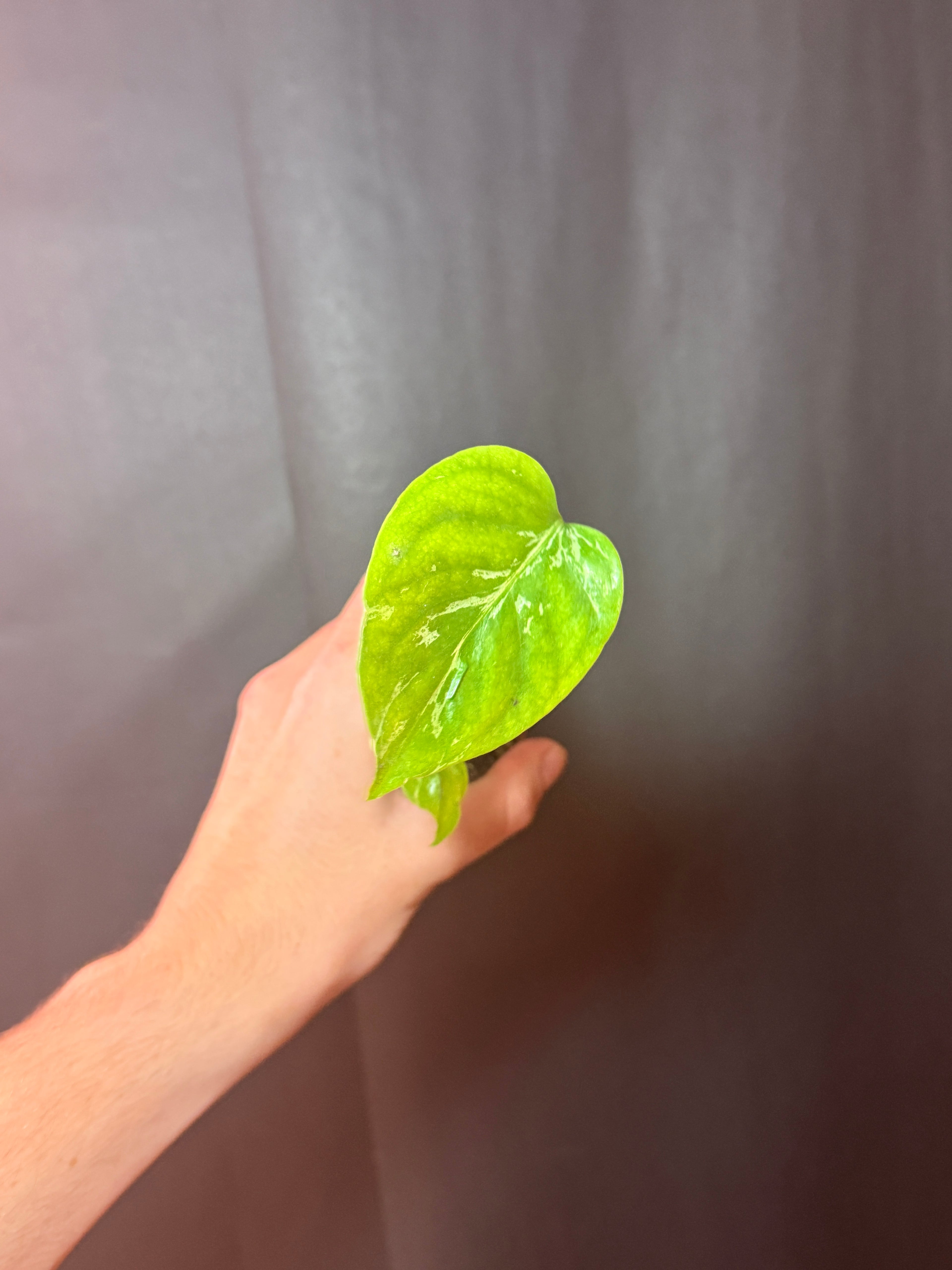 2” monstera bulbasaur