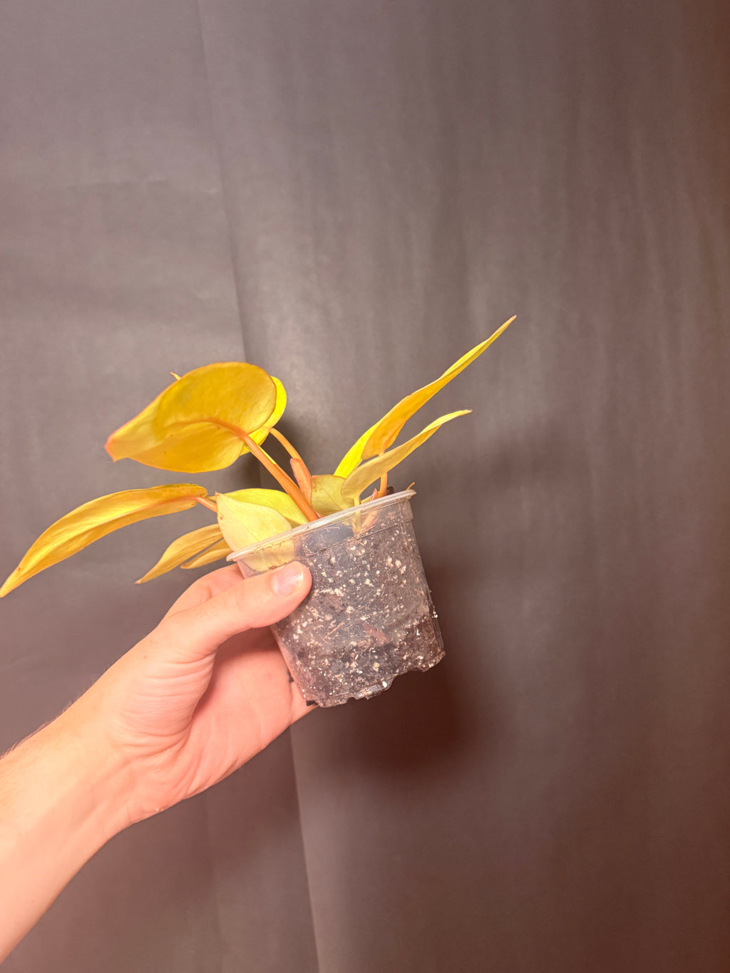 4” Painted Lady Philodendron