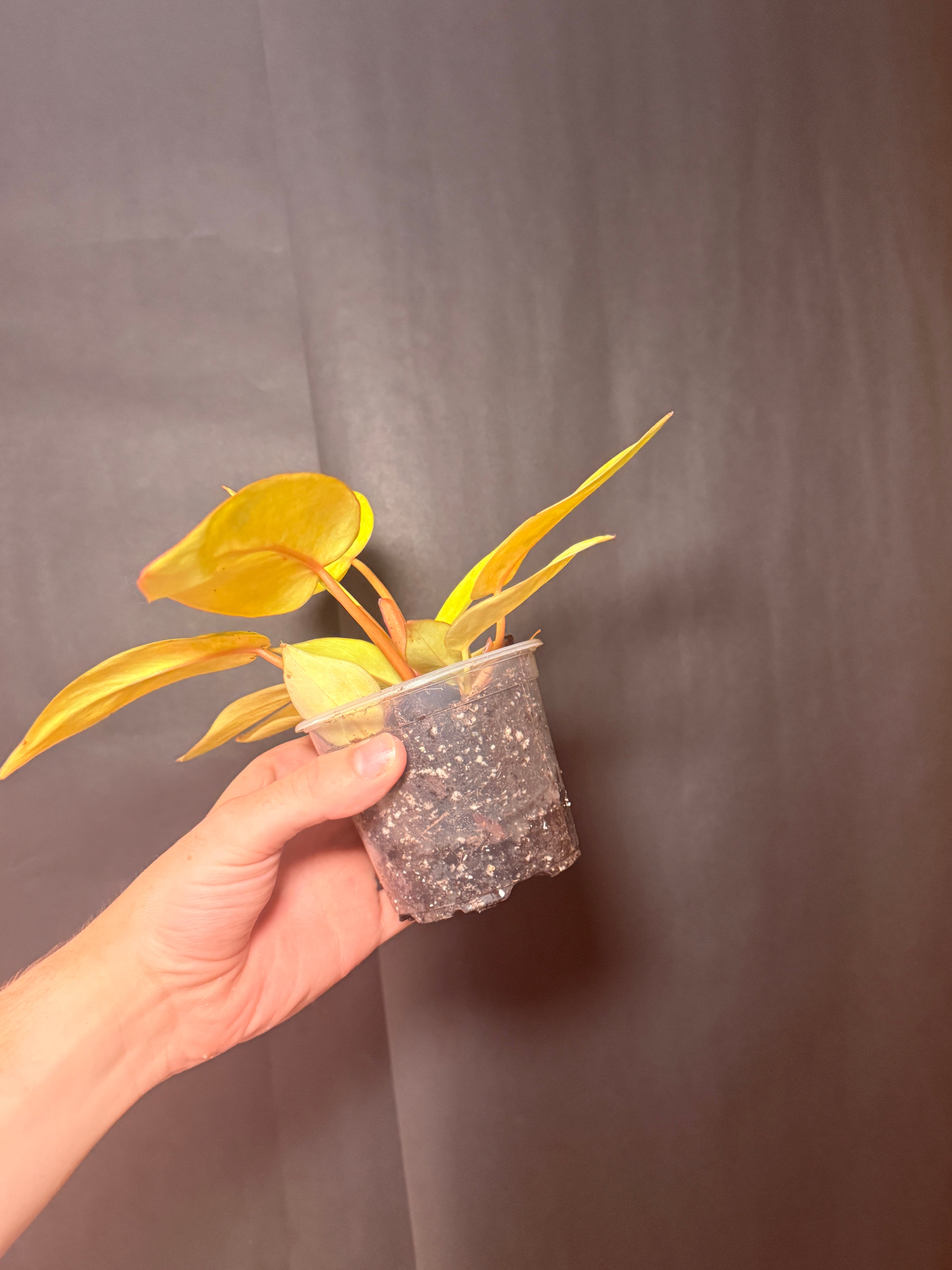 4” Painted Lady Philodendron