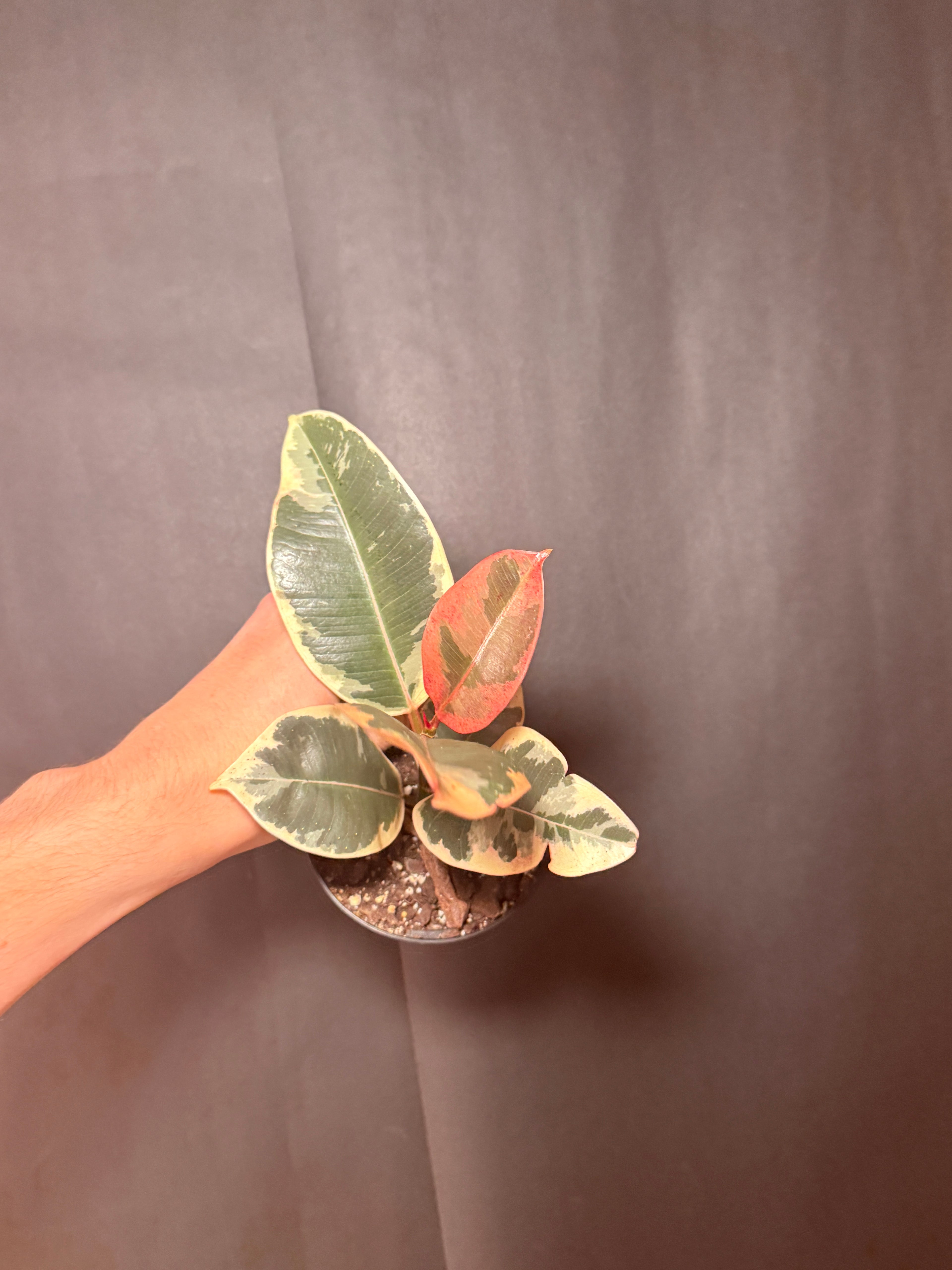 4” ficus tineke