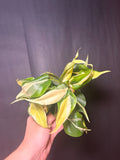 4" Philodendron 'silver Stripe'