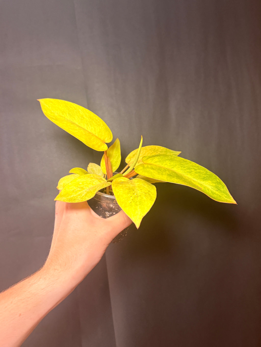 4” Painted Lady Philodendron