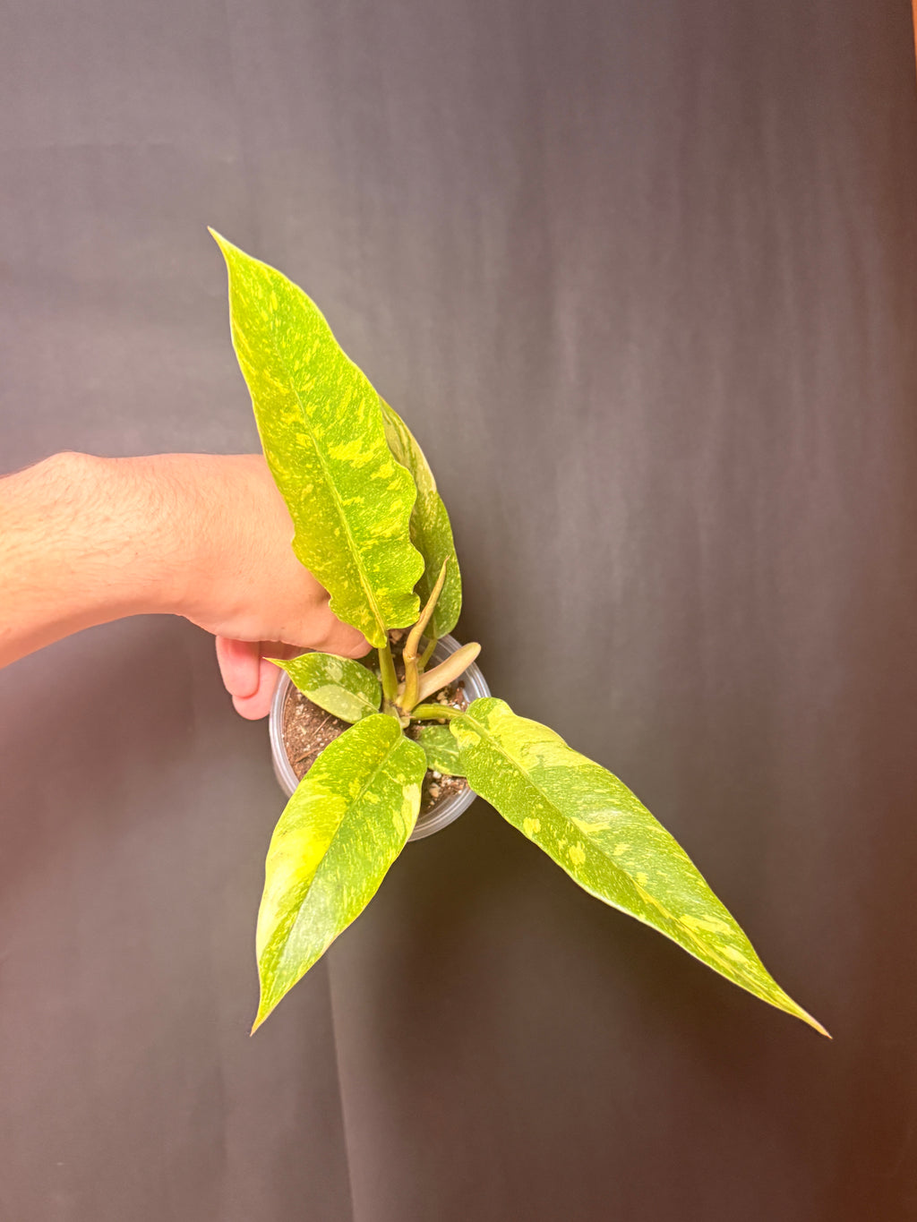 4” philodendron ring of fire
