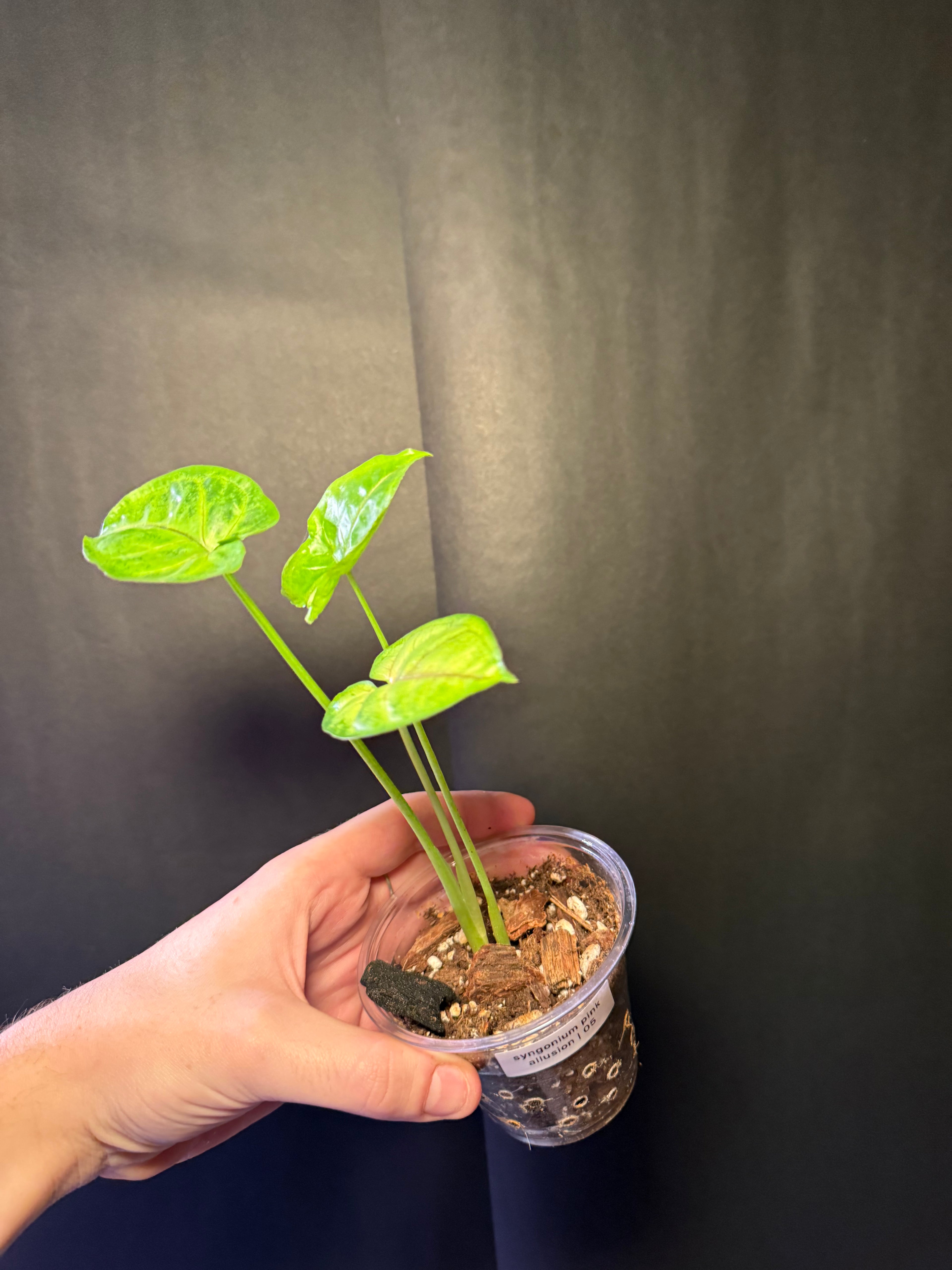 Syngonium pink allusion