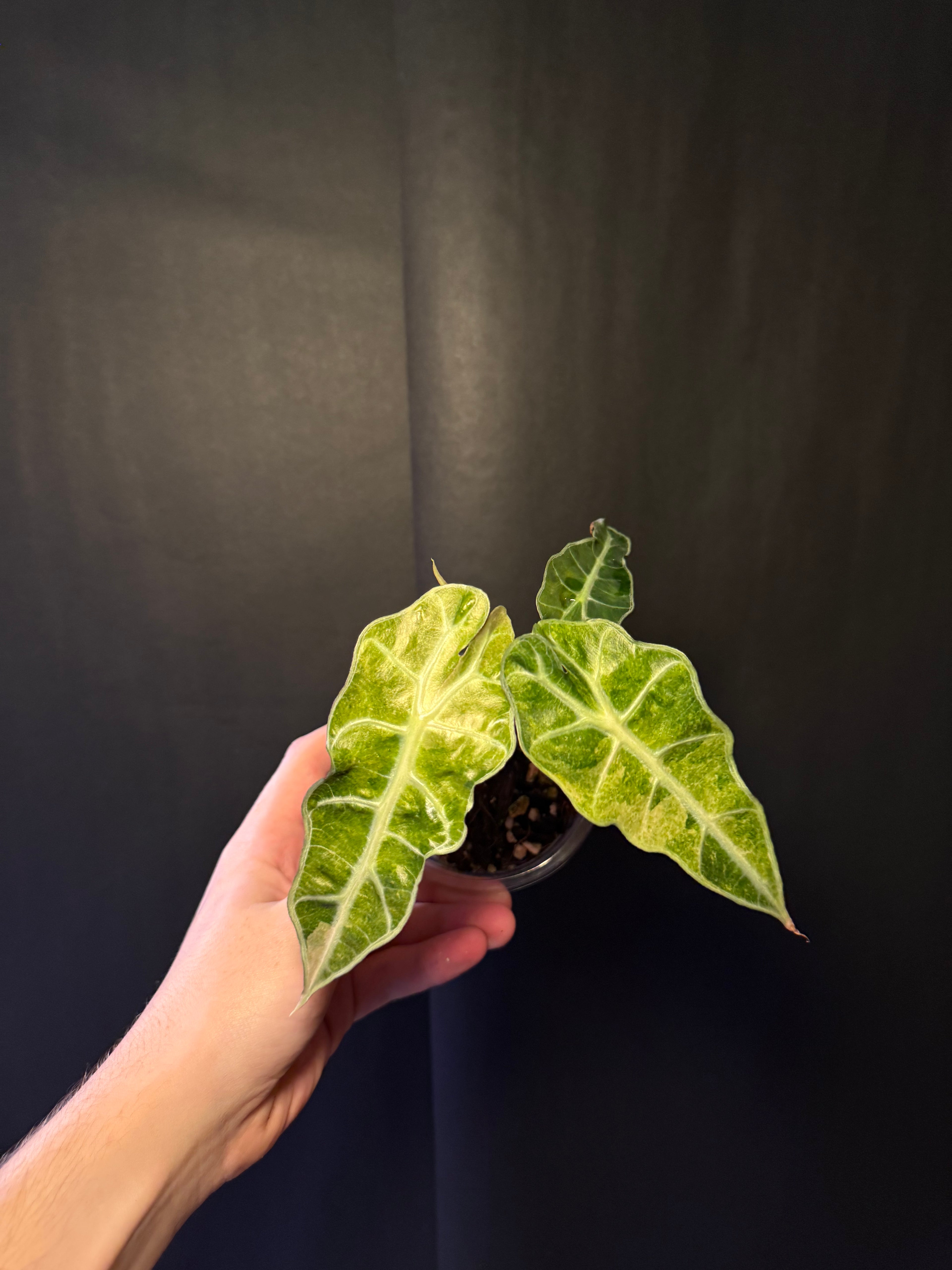 Alocasia Polly aurea