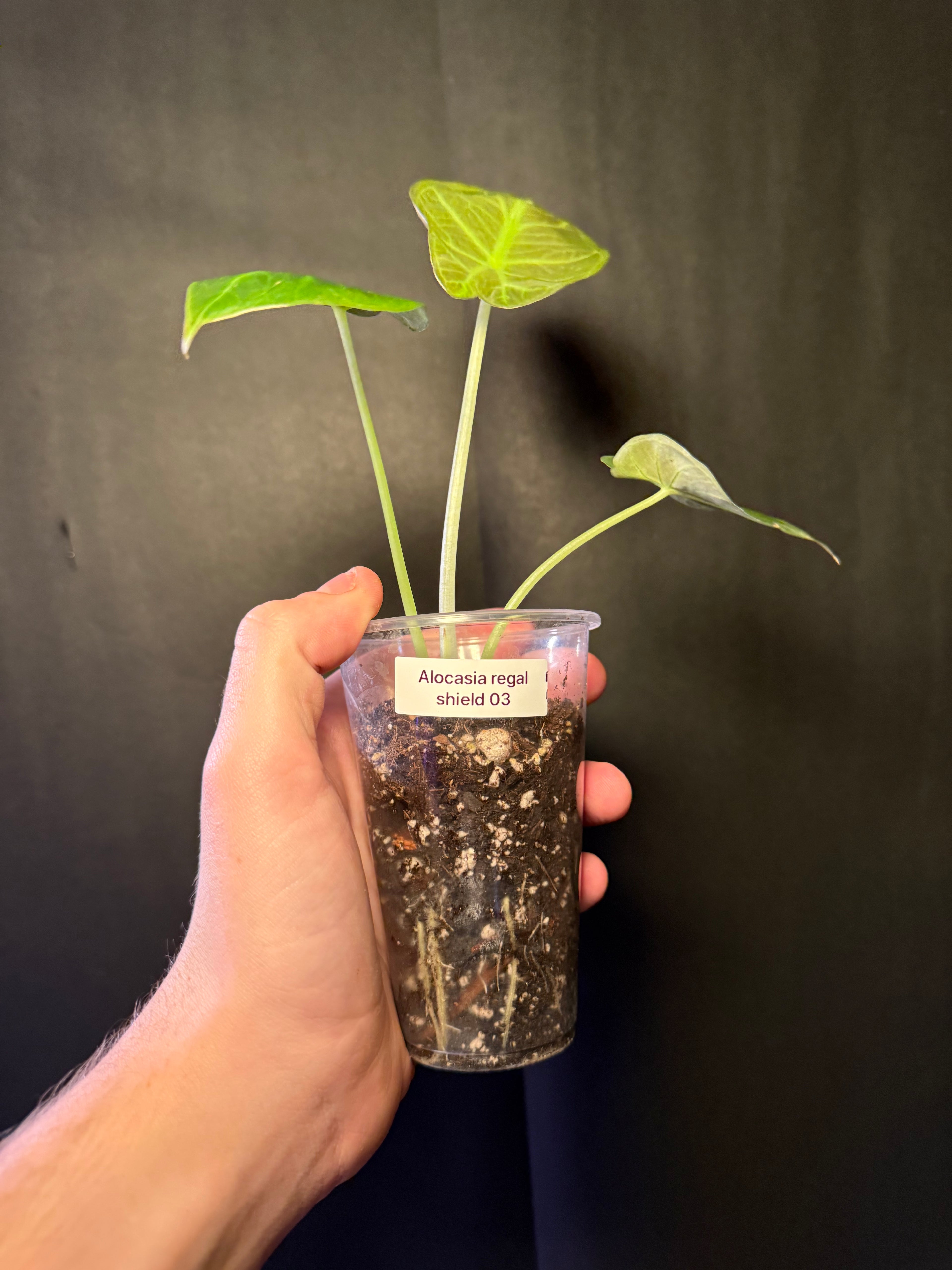 Alocasia regal shield