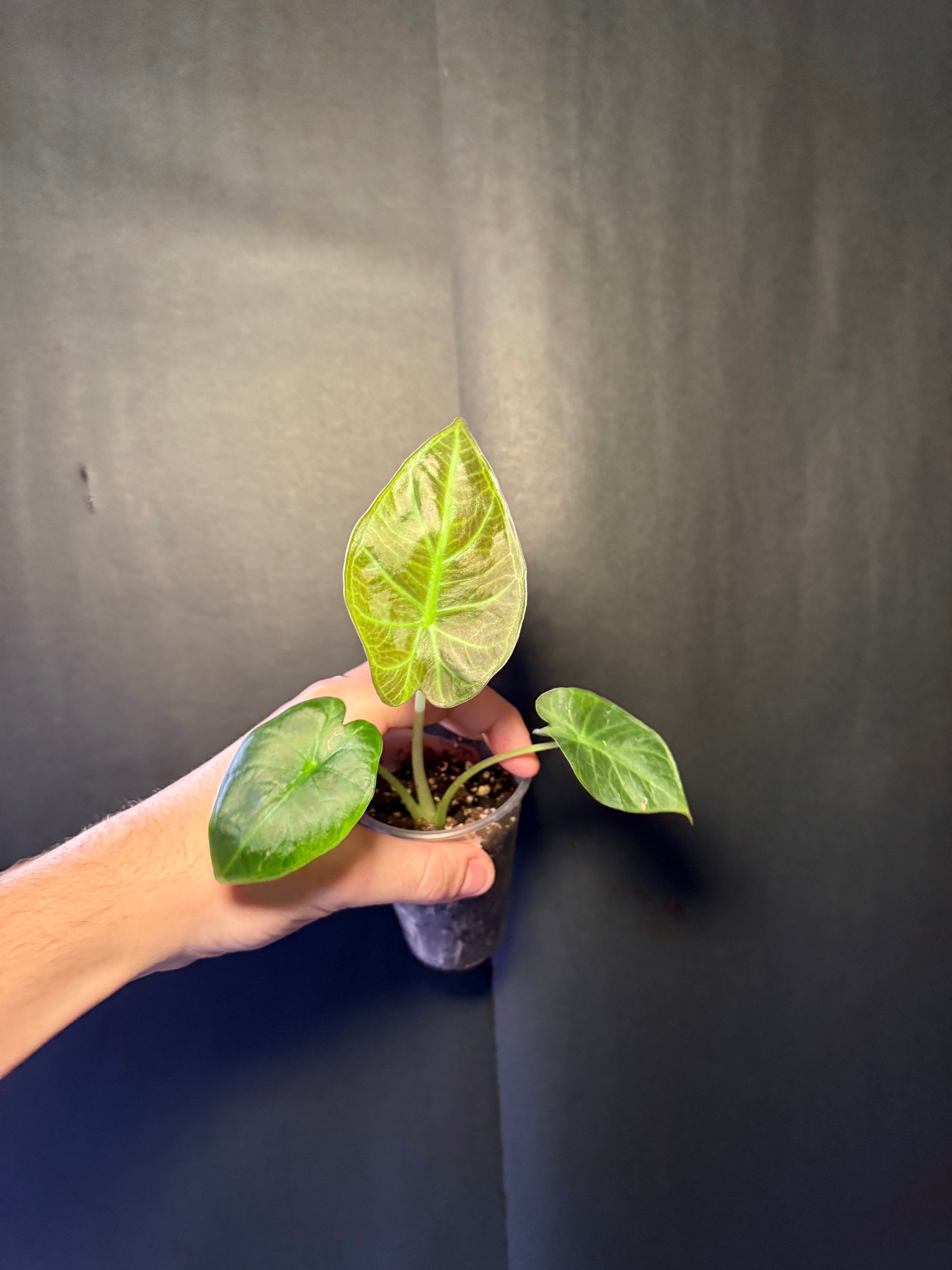 Alocasia regal shield