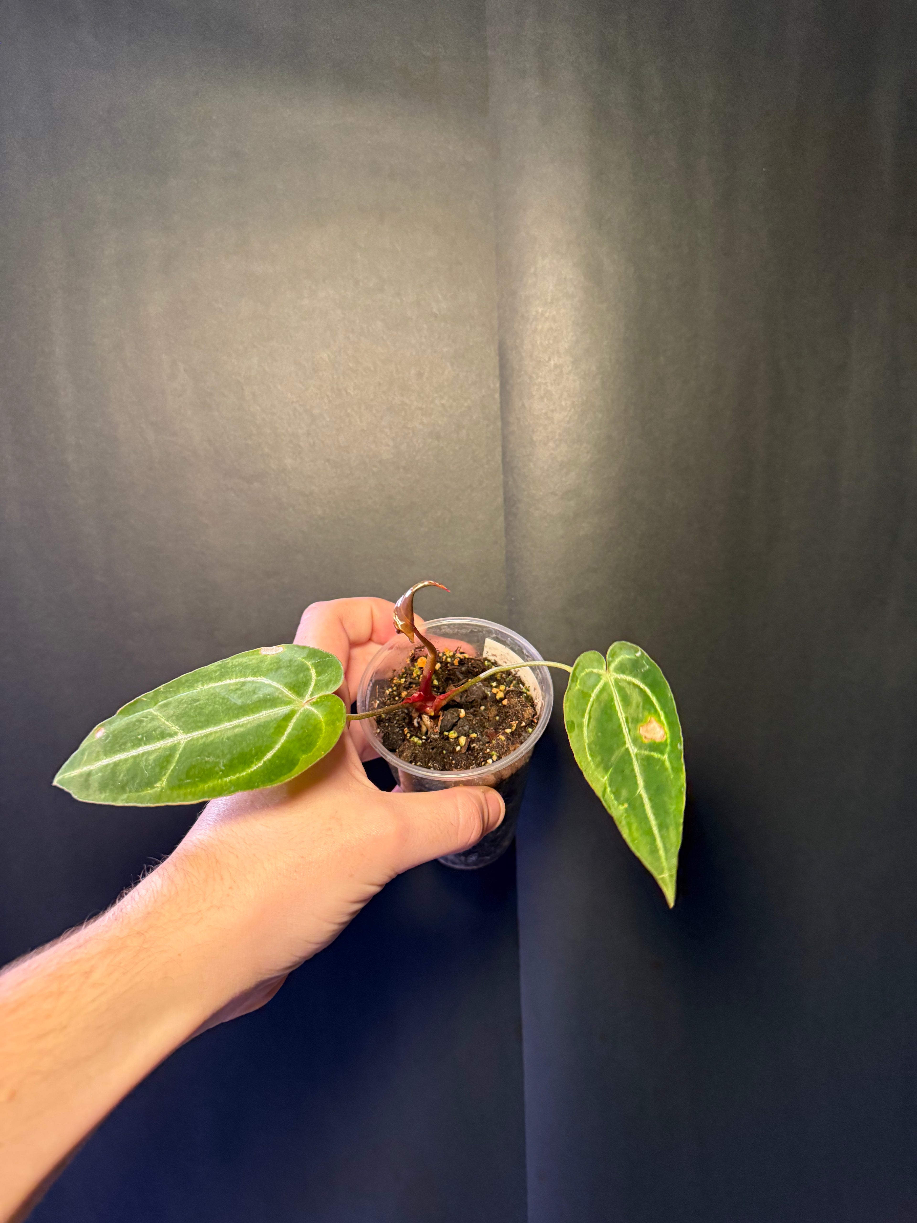 Anthurium crystallinum 01